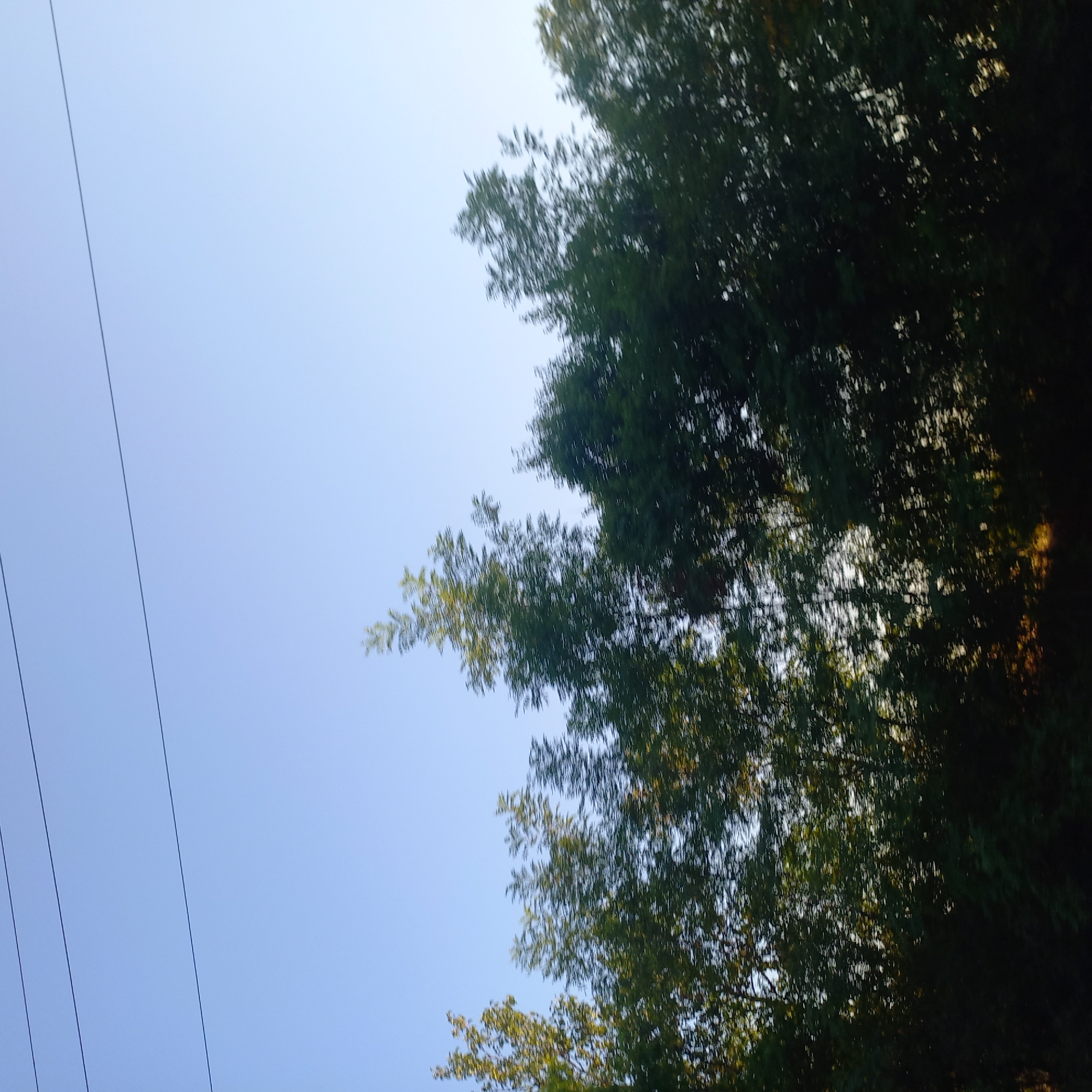 The image captures a natural scene with a clear blue sky above a line of trees. Three dark, thin horizontal lines, presumably power lines, are visible against the sky in the upper portion of the image. The trees, lush and green, occupy the lower half and extend across the width of the frame. Their foliage is dense, with some areas appearing lighter green due to sunlight filtering through. The overall impression is that of an outdoor environment, possibly a roadside or a park, in Klyntsi, Ukraine, during daylight hours. The image is slightly blurred, suggesting movement, perhaps taken from a moving vehicle. There are no people or specific man-made structures other than the power lines.