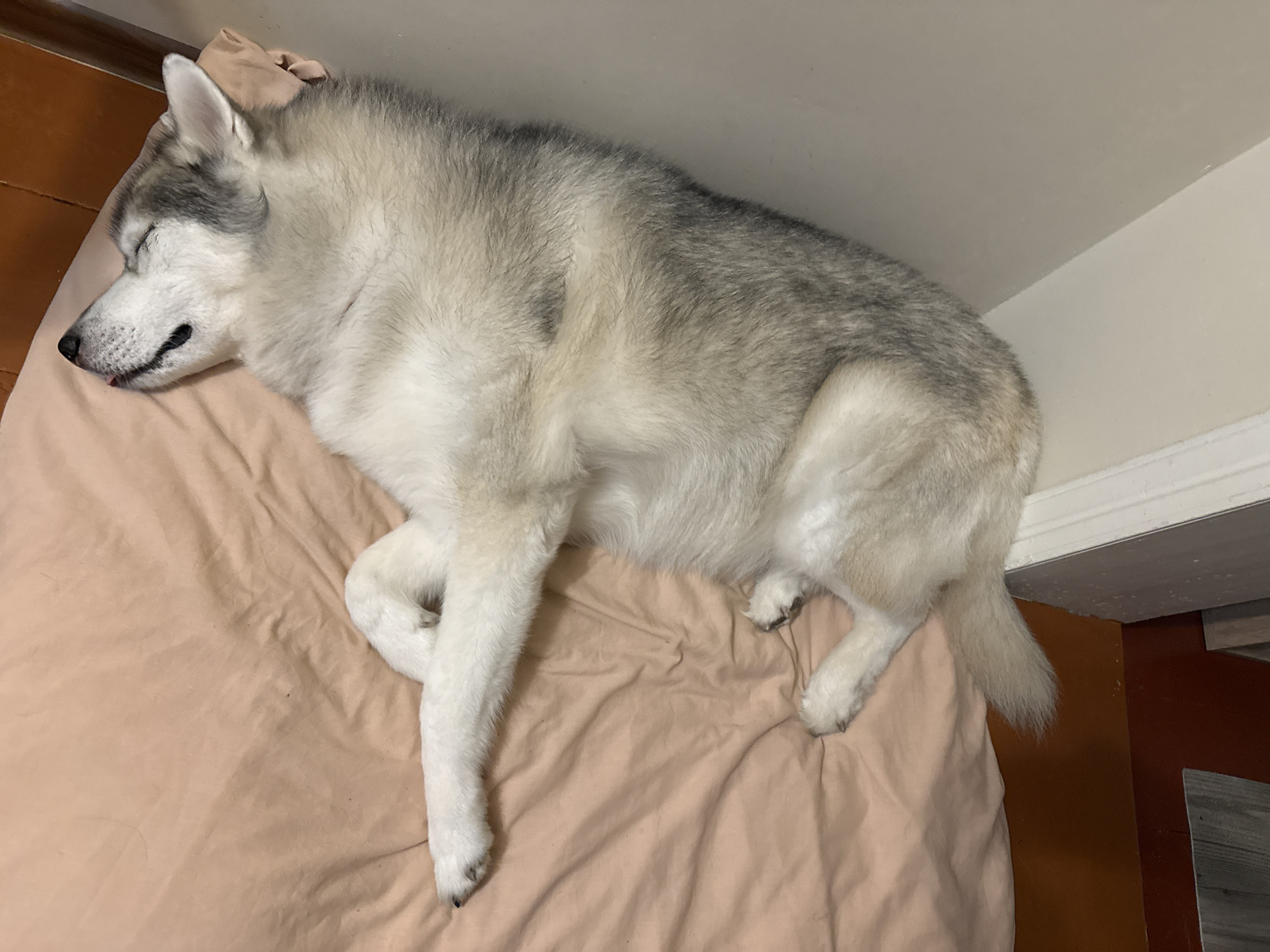A Siberian Husky is sleeping on a pink-beige bedsheet with its head tilted back, eyes closed, and tongue sticking out slightly. The dog is lying on its back with its legs crossed. The background shows a brown wall and a portion of a white trim. The scene appears to be indoors in an unknown location within an unknown city.