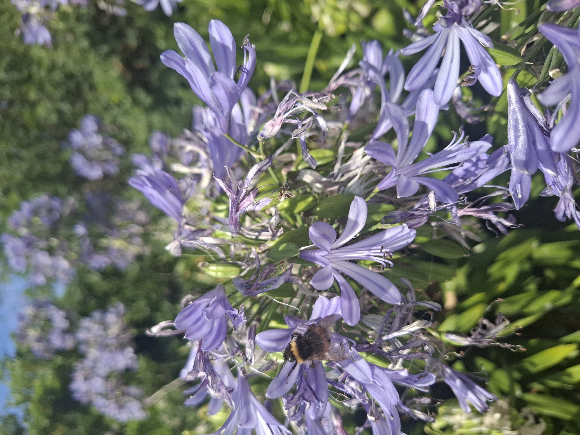 A close-up, eye-level, outdoor shot focuses on a cluster of blooming Agapanthus flowers in a garden in St Leonards, United Kingdom. The flowers are a light purple hue, with some petals appearing wilted. A bumblebee, predominantly black with yellow stripes, is positioned on one of the purple petals, its body slightly angled. The background is blurred, showing hints of green foliage and a patch of blue sky. The lighting suggests it is daytime.