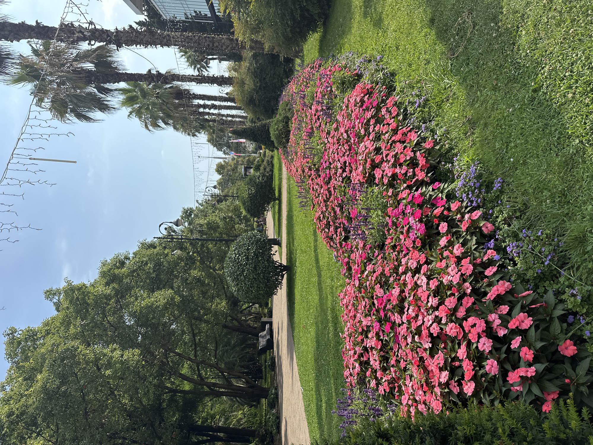 This image depicts a park in Sochi, Russia, characterized by lush greenery and vibrant floral arrangements. In the foreground, a prominent flower bed overflows with bright pink impatiens and smaller purple flowers, creating a colorful border. Behind this, a well-maintained lawn stretches across the middle ground, with a paved pathway winding through it.
To the left of the pathway, mature trees with dense green foliage create a shaded canopy, and a solitary park bench is visible. In the background, a row of tall palm trees stands against a clear blue sky, with decorative string lights suspended above them. A modern building with glass windows can be seen to the right, partially obscured by palm trees and other vegetation. The overall scene suggests a public park setting, likely a popular spot for recreation and relaxation in Sochi.