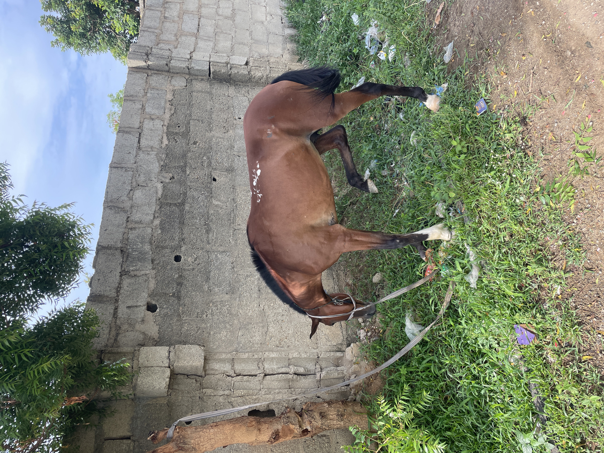 A brown horse with a black mane and tail stands on a patch of green grass and dirt next to a grey concrete block wall. The horse has some white markings on its side and white markings on its legs. A grey rope is tied around the horse's head. There is litter scattered in the grass. A tree and blue sky are visible above the wall. The image depicts a scene that takes place in Keffi, Nigeria.