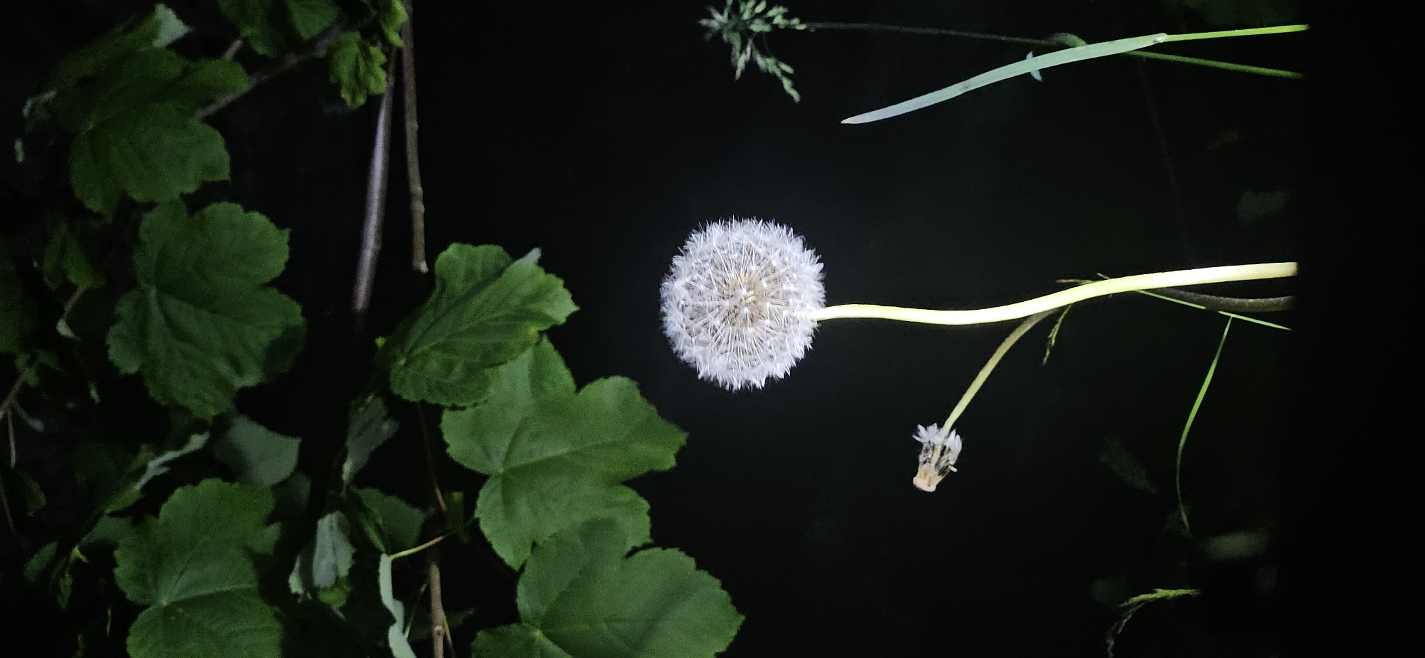 The image depicts a dandelion seed head in a dark, possibly nighttime, setting with green foliage in the left portion of the image. The plant appears to be a vine with leaves. To the right of the dandelion seed head is a single dandelion flower that has released its seeds. There are also thin green stems of grass at the top of the frame, but the location is unknown.