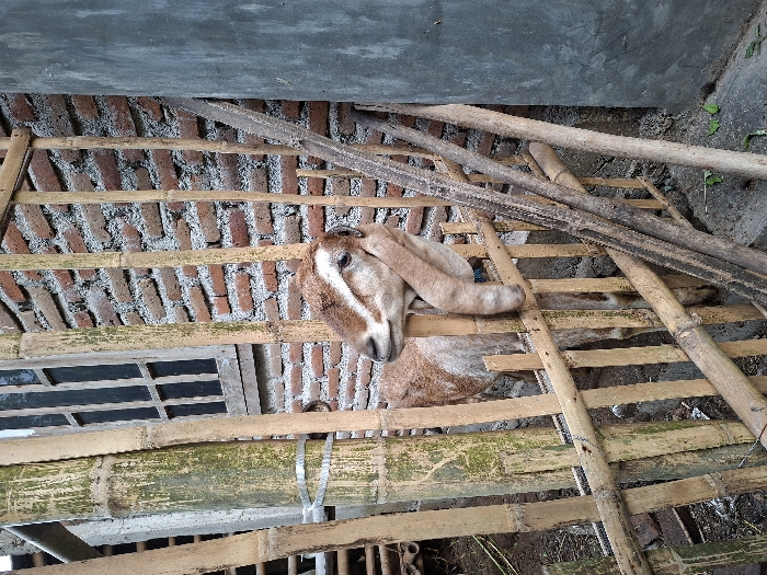 A brown and white goat with its head resting on a bamboo fence stands in front of a brick wall. The fence is constructed of bamboo poles, woven horizontally. The goat is looking directly at the camera. The goat's hindquarters are visible on the left side of the image. There are several other bamboo poles laying horizontally in front of the fence. The wall behind the fence is made of red bricks with mortar, partially covered in green moss. The background is a cement wall. The scene is located in Kecamatan Piyungan, Indonesia, at coordinates -7.841 latitude and 110.452 longitude.