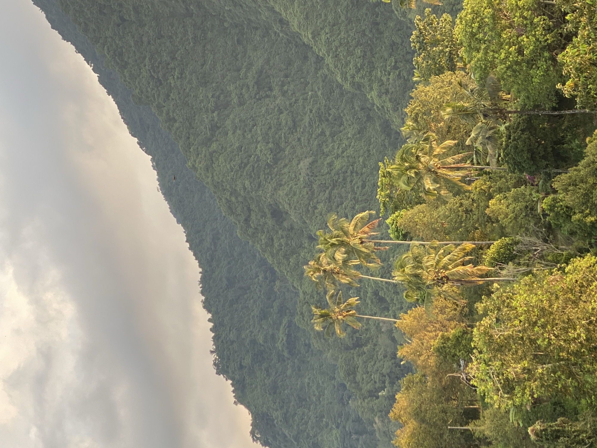 A panoramic, eye-level view captures a lush, verdant mountain range in Sawan, Indonesia. The mountains, densely covered in foliage, rise sharply towards a sky filled with muted, overcast clouds that create a soft, diffused light across the scene. In the foreground, a cluster of tall palm trees stands out against the darker green of the mountain. The lower portion of the image is dominated by a thick canopy of trees, their leaves illuminated by a warm, golden light, suggesting either sunrise or sunset. The overall impression is one of serene, natural beauty, with the vibrant greens of the vegetation contrasting with the soft grays and yellows of the sky and light. There are no people or discernible man-made structures in the frame.