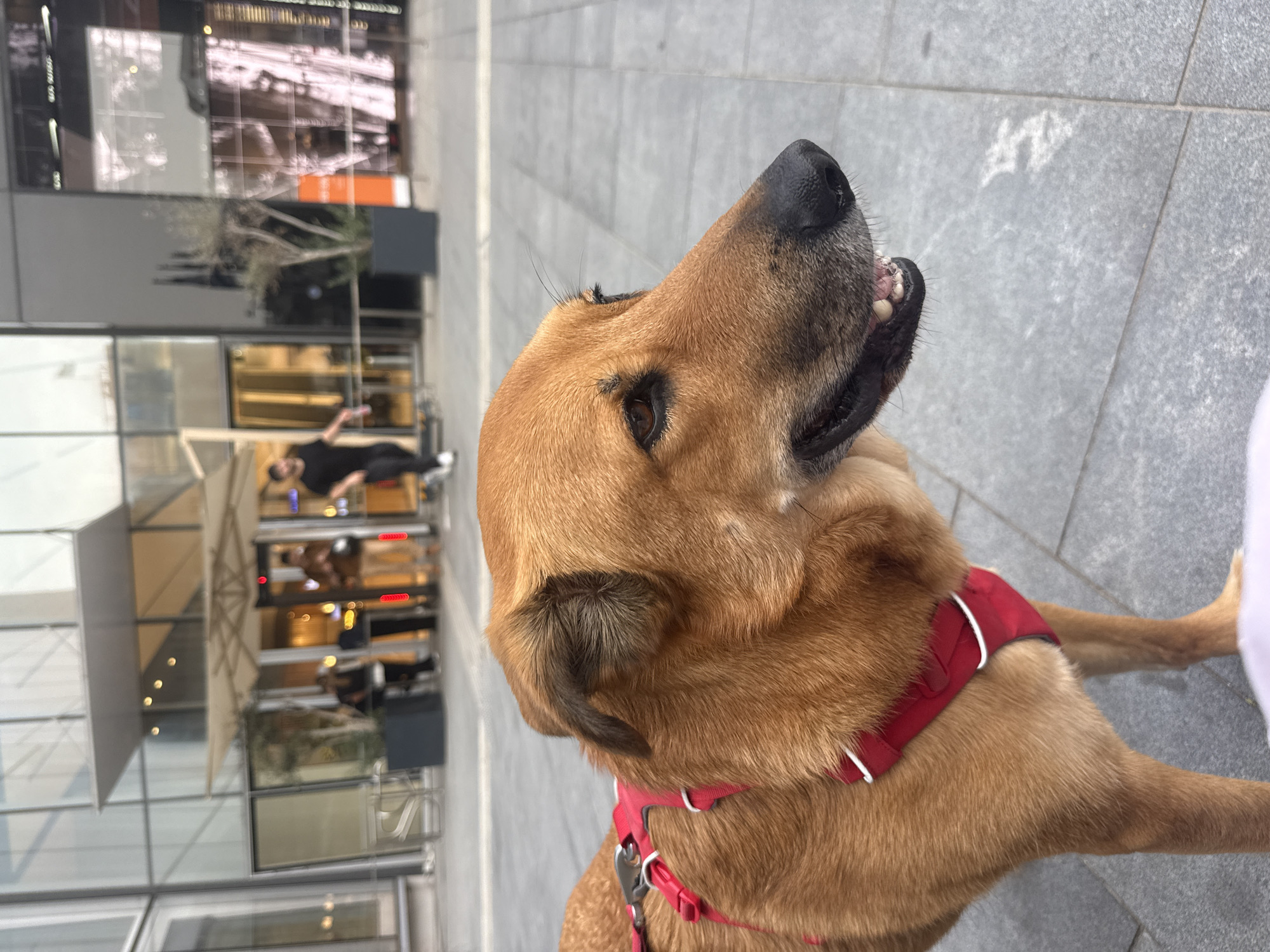 The image depicts a medium-sized, short-haired, brown dog wearing a red harness with white trim. The dog is looking upwards.
The dog is standing on a paved surface made of light grey square tiles. In the background is a multi-story building constructed with glass and metal. The building appears to have multiple levels with visible interiors including people, tables, and lighting fixtures. A person wearing dark clothing can be seen on an upper level.
Based on the architectural style and overall appearance, the location is likely within the city of Tel Aviv, Israel, specifically within a modern business or commercial district.
