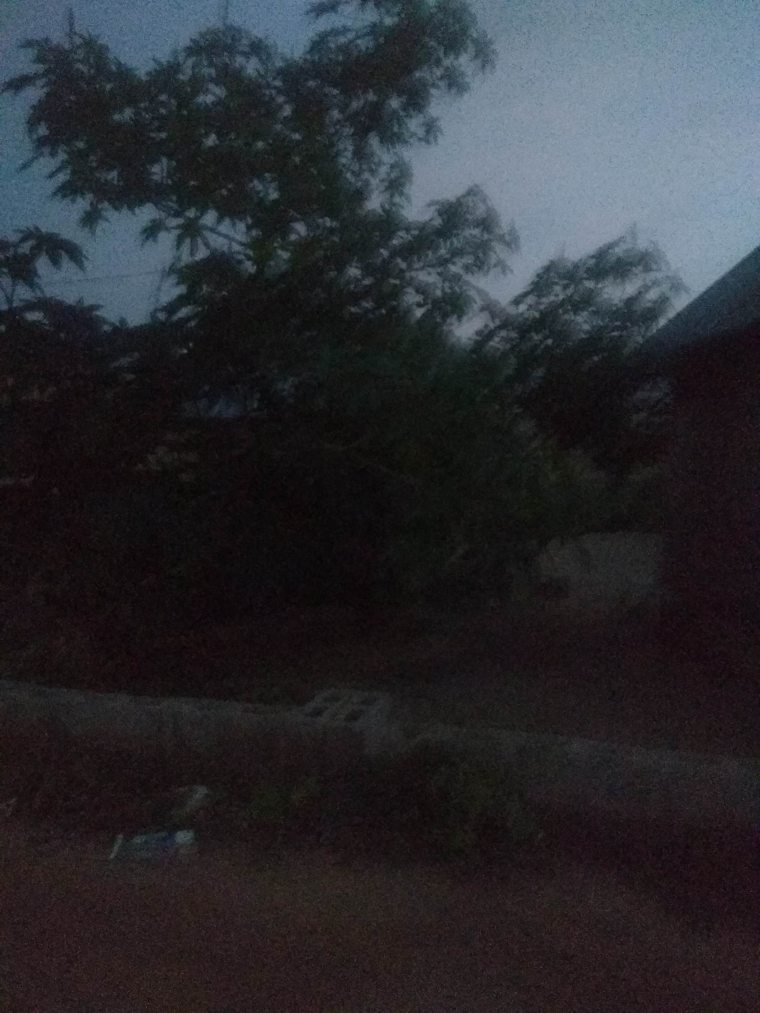 The image depicts an outdoor scene at dusk or dawn, characterized by low light conditions and a grainy texture. Silhouetted against a hazy, pale blue sky are the dark forms of trees, their branches appearing somewhat windswept. The foliage is dense and dark, obscuring details within. To the right of the frame, a dark structure, possibly a building roof, juts into the sky at an angle. In the foreground, a low, dark horizontal element, perhaps a wall or embankment, runs across the scene. Below this, the ground is dark and appears to be unpaved. On this dark ground, near the bottom left of the frame, a few indistinct, possibly light-colored objects are visible, one of which has a bluish hue. The overall impression is one of a dimly lit, somewhat obscured outdoor environment, potentially in a rural or semi-urban setting within Jalingo, Nigeria, given the context provided. No people or specific actions are discernable.