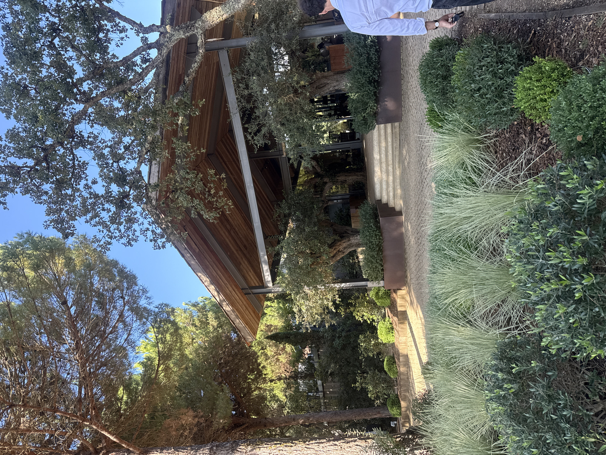The image depicts the exterior of a modern building with a wooden roof structure, set amidst lush greenery. The building features large glass windows and an open-air feel, supported by metal beams. In the foreground, a well-maintained garden displays a variety of plants, including tall ornamental grasses with a feathery texture and dense, dark green bushes. A paved walkway made of cobblestones leads towards the building, bordered by these gardens.
To the left of the building, a large pine tree stands prominently, its trunk rough and textured. Several other trees, including what appear to be olive trees with gnarled trunks and leafy canopies, are visible throughout the scene, contributing to a natural and somewhat rustic ambiance. The landscaping is sophisticated, with plants arranged in raised planters and tiered beds, suggesting a deliberate design.
A person, partially visible on the right side of the image, is walking away from the camera and towards the building. They are wearing a light blue collared shirt and dark pants, with a watch on their left wrist and holding a mobile phone in their right hand. The sky above is a clear, bright blue, indicating fair weather.
The architectural style and the surrounding vegetation suggest this location could be a winery, a restaurant, or a resort, possibly in a Mediterranean climate. Based on the context of the provided crops, this scene is located atHerdade da Comporta, Grândola, Portugal.