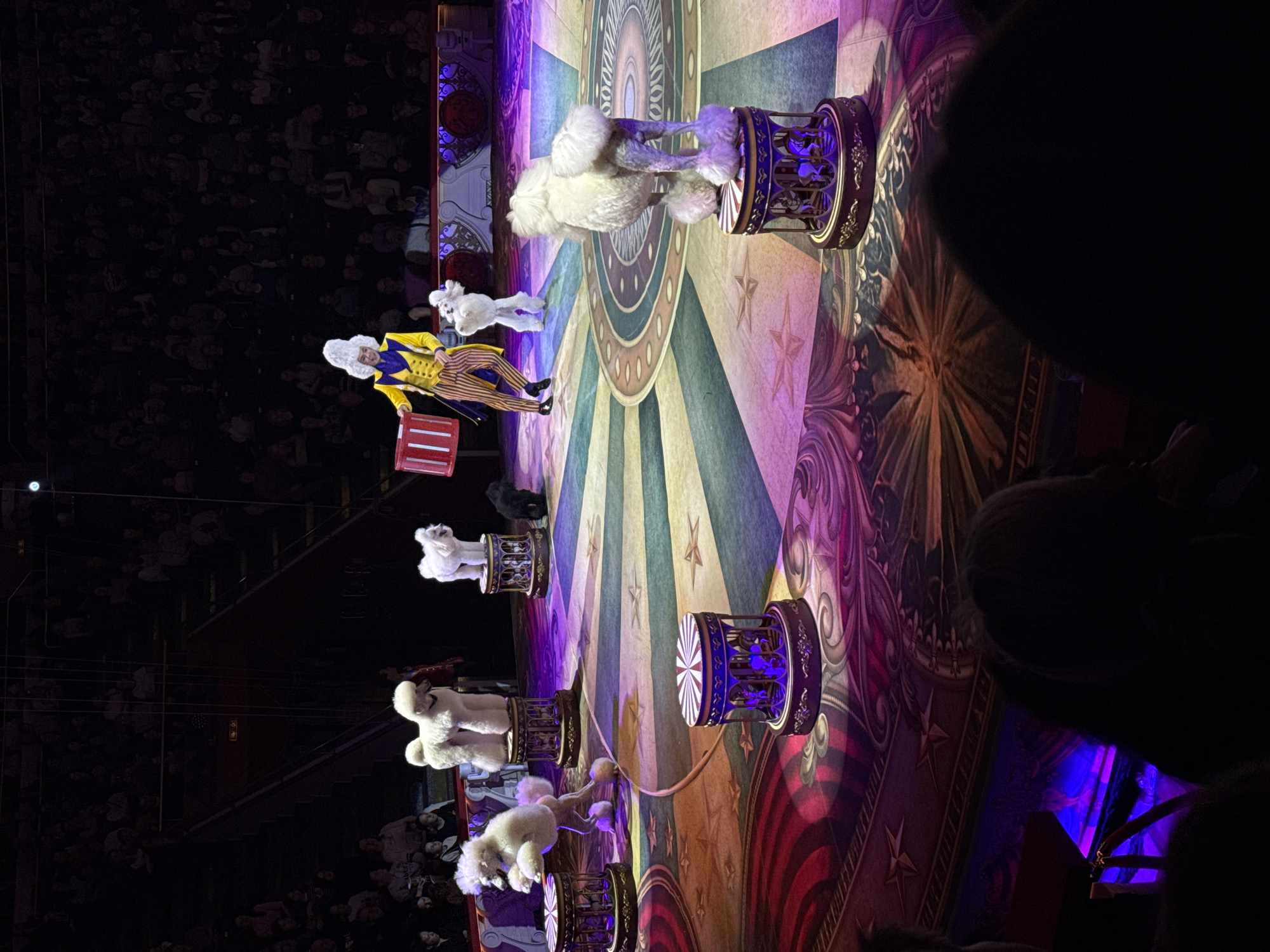 An animal act is underway inside the Great Moscow State Circus on Vernadsky Avenue, Moscow, Russia. The circular stage features a vibrant, multicolored carpet with a central starburst design and ornate patterns in hues of purple, blue, green, and gold. A human performer, dressed in a flamboyant costume consisting of a yellow jacket with blue trim, striped yellow and orange trousers, a white ruffled shirt, and a large white wig, stands center-right, holding a red cylindrical drum. The performer is facing towards the dark, tiered audience, whose silhouettes are visible in the background and immediate foreground.
Six white poodles are actively participating in the performance. One poodle is captured mid-jump between two ornate, cylindrical platforms on the left side of the stage. Three other white poodles stand stationary on individual, similar platforms, positioned strategically across the stage. Another white poodle stands on its hind legs, facing the performer. A smaller black poodle is visible on the stage floor to the right, near one of the platforms. The platforms are characterized by striped red and white tops and ornate gilded bases featuring carved details and internal purple illumination. The stage area is brightly illuminated by spotlights, casting shadows, contrasting with the darkened audience seating.