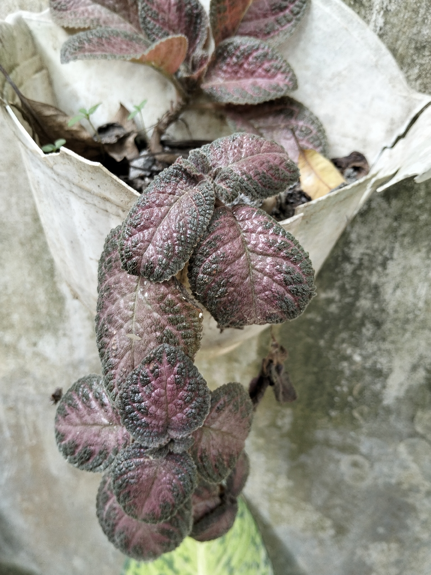 The image is a close-up, high-angle shot of an Episcia plant with textured, dark pink and green leaves cascading out of a white plastic pot. The pot is weathered and appears to be made from a repurposed material, possibly a cut-open container. The plant is growing in soil with some dry leaves and small green sprouts visible. The background is a textured, mottled grey wall, likely concrete. The image does not contain any people or indicate a specific location within Payagaboh, Indonesia, other than the general context of an outdoor setting. The lighting is natural and diffused.