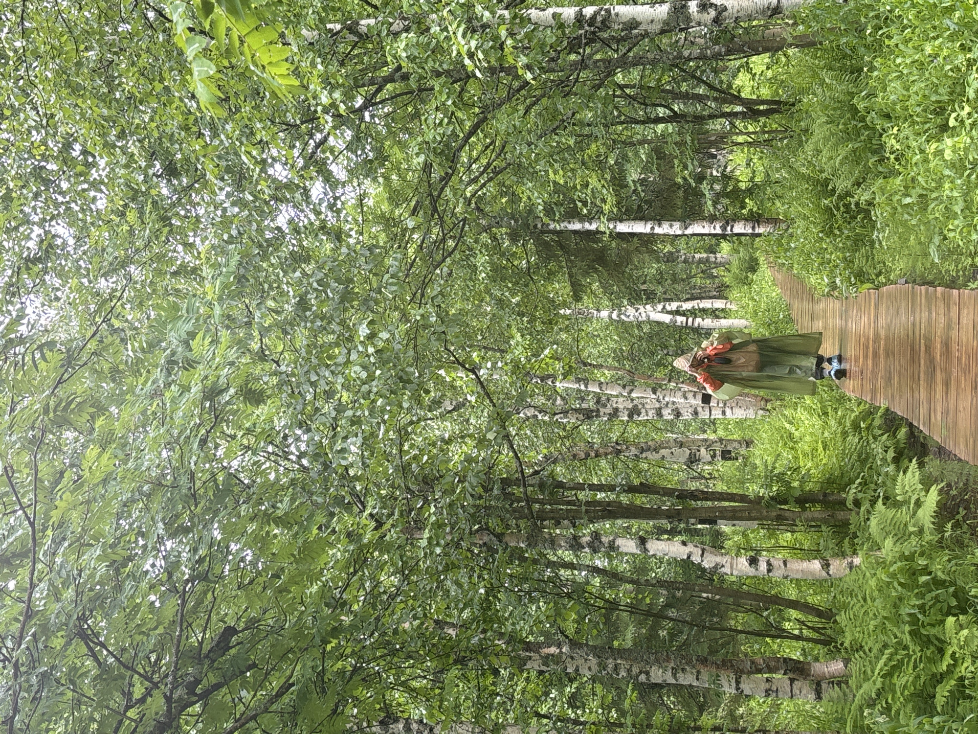 A person walks on a wooden boardwalk through a forest. The person is wearing a green poncho and holding a camera. The forest is filled with birch trees and ferns. The boardwalk is wet, suggesting it may have rained. The location is in the city of Shumikhinskii, Russia.