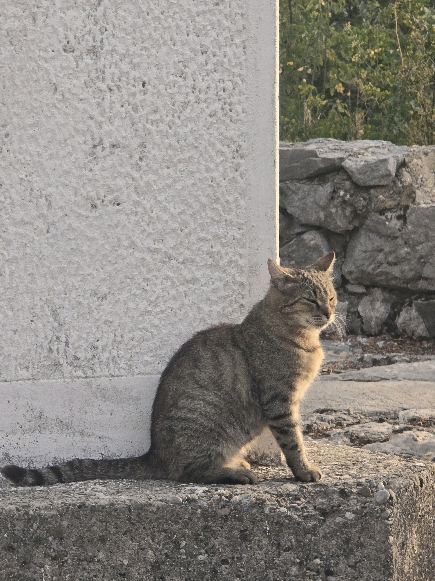 A tabby cat with closed eyes sits in profile on a rough stone ledge in front of a textured white wall. The cat's fur is a mix of brown and gray stripes, and its tail is visible, resting on the ledge. Behind the cat, a stone wall is visible, with greenery and trees in the background, illuminated by warm, late afternoon sun. The scene suggests an outdoor setting, possibly in a rural or coastal area, consistent with Gornja Vrbica, Montenegro. The lighting indicates the sun is low in the sky, casting a warm glow on the cat and the surrounding environment.