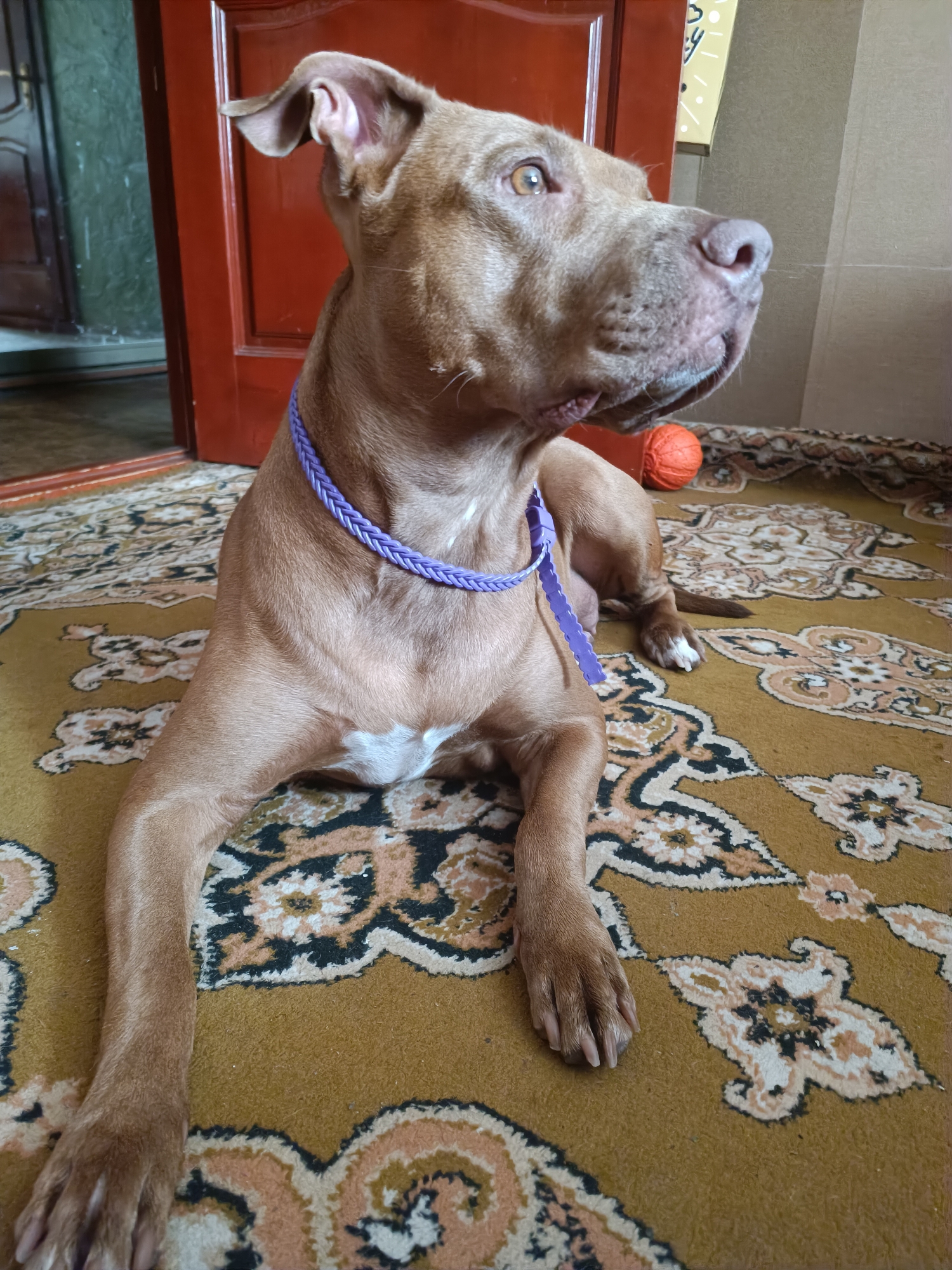 A medium-shot, eye-level, vertical indoor photograph shows a tan-colored dog, possibly a pit bull breed, lying on a patterned rug. The dog is facing to the right, with its head turned slightly upwards and to the right. It has brown eyes, a dark nose, and its ears are relaxed. The dog is wearing a braided purple collar. To the right of the dog, near its head, is a small, bright orange ball. Behind the dog, a reddish-brown wooden door is partially visible. The rug has a yellow-brown base with an intricate pattern in black, white, and pink. The overall lighting suggests it is daytime. The scene is indoors, likely in a residential setting. There is no visible indication of the city of Zaporizhzhia, Ukraine.