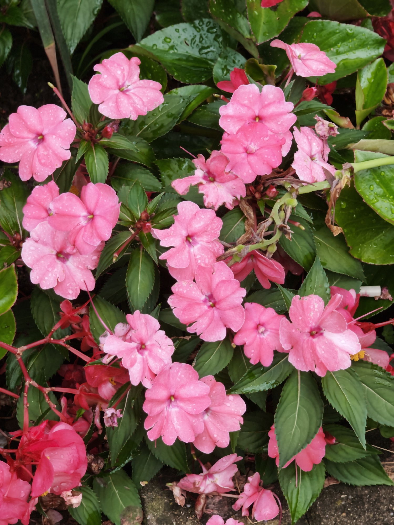 This is a close-up, top-down photograph of a cluster of bright pink impatiens flowers and their dark green, glossy leaves. Many of the petals and leaves are speckled with water droplets, indicating recent rain or watering. The flowers are in various stages of bloom, with some fully open and others still partially closed. Several red flowers and buds are interspersed with the pink ones. The background is dark and out of focus, suggesting a shaded area. There are no people or animals visible in the image. The scene is an outdoor garden environment, likely in Sochi, Russia, given the presence of impatiens, which are common ornamental plants in that region.