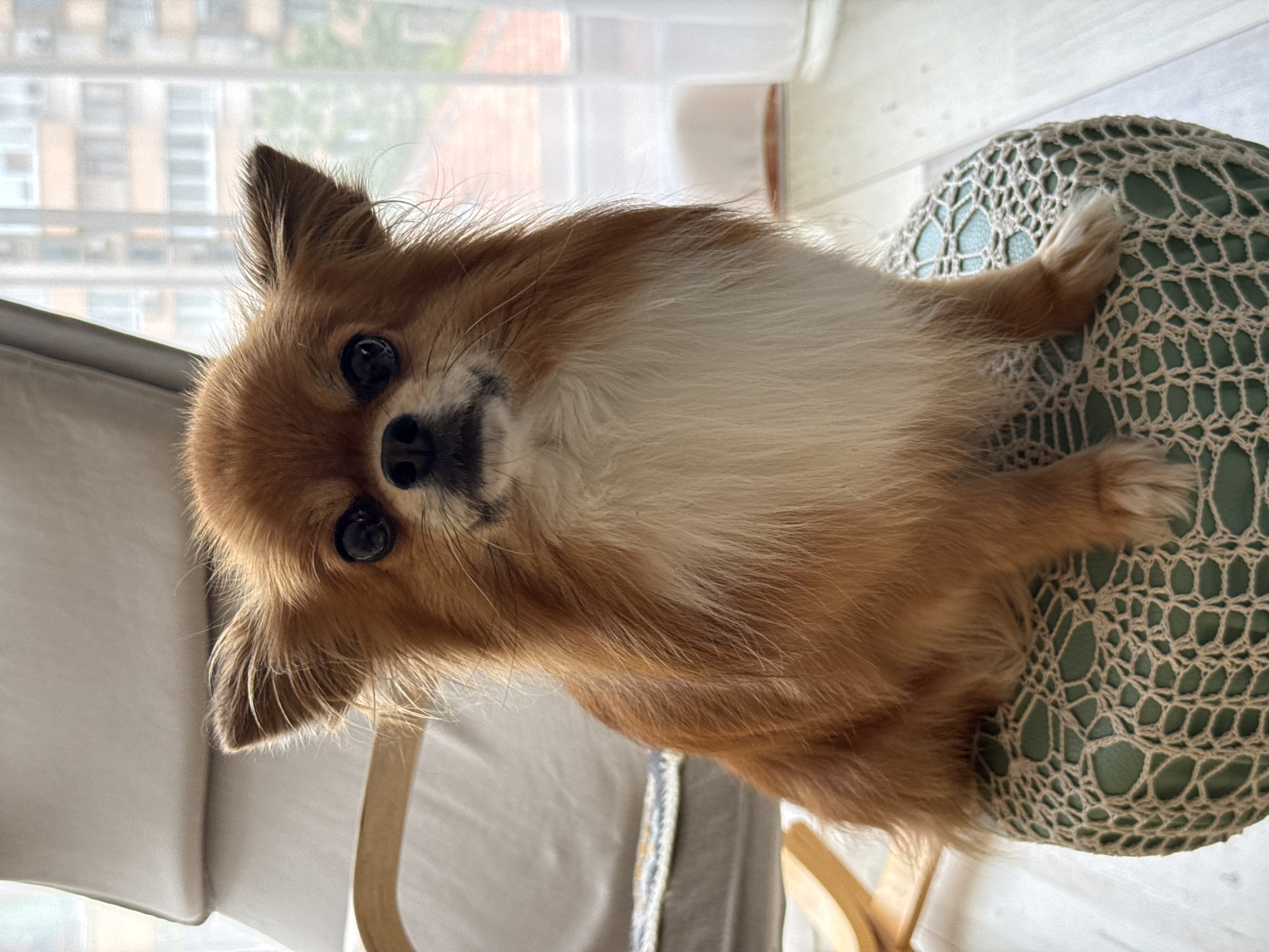 A long-haired, tan and white Chihuahua sits on a green crocheted ottoman in an indoor setting, possibly a living room. The dog is facing the camera, with its ears perked up and a neutral expression. Behind the dog, a beige upholstered chair and a sheer white curtain with a view of apartment buildings are visible. The lighting suggests it is daytime. The image does not contain any information about the city of Burgas, Bulgaria.