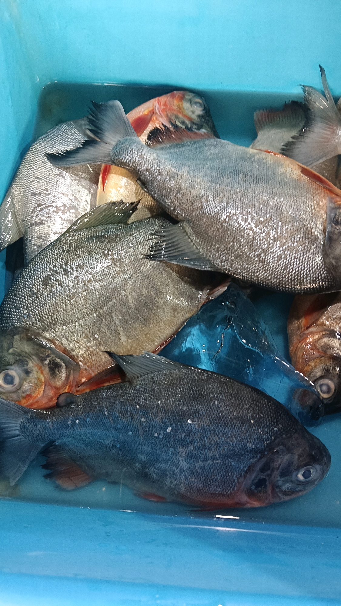 A top-down view captures a collection of fresh fish resting in a bright blue plastic container filled with a small amount of water. The fish appear to be of various sizes and types, with some displaying silvery scales and others a darker, grayish hue. Their bodies are plump and their fins are visible. The container is situated outdoors, possibly at a market or a fish stall in Sragen, Indonesia, given the context provided. The lighting suggests it is daytime.