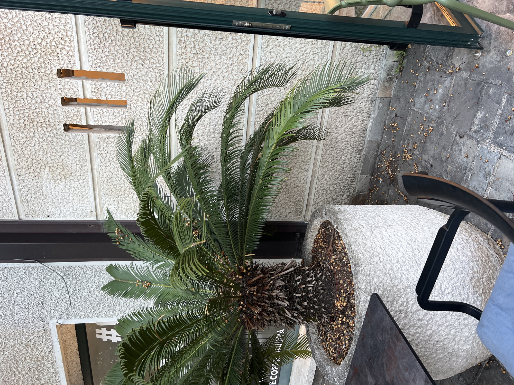 An outdoor seating area is depicted next to a building in Budva, Montenegro. A large, textured concrete planter contains a sago palm tree. The palm's trunk is rough and brown, with fronds extending outwards. Small, round, light-colored fruits are scattered on the ground around the planter and on the tree's fronds. The ground is paved with stone tiles. To the left, a dark metal table with a dark frame and a blue seat cushion is visible. A black metal chair is positioned behind the table. The building wall is textured and off-white, with three narrow, rectangular openings that appear to be ventilation slots, revealing a warm, orange interior. A dark vertical beam is situated between the planter and the building. To the right, a portion of a dark green door or window frame is present.