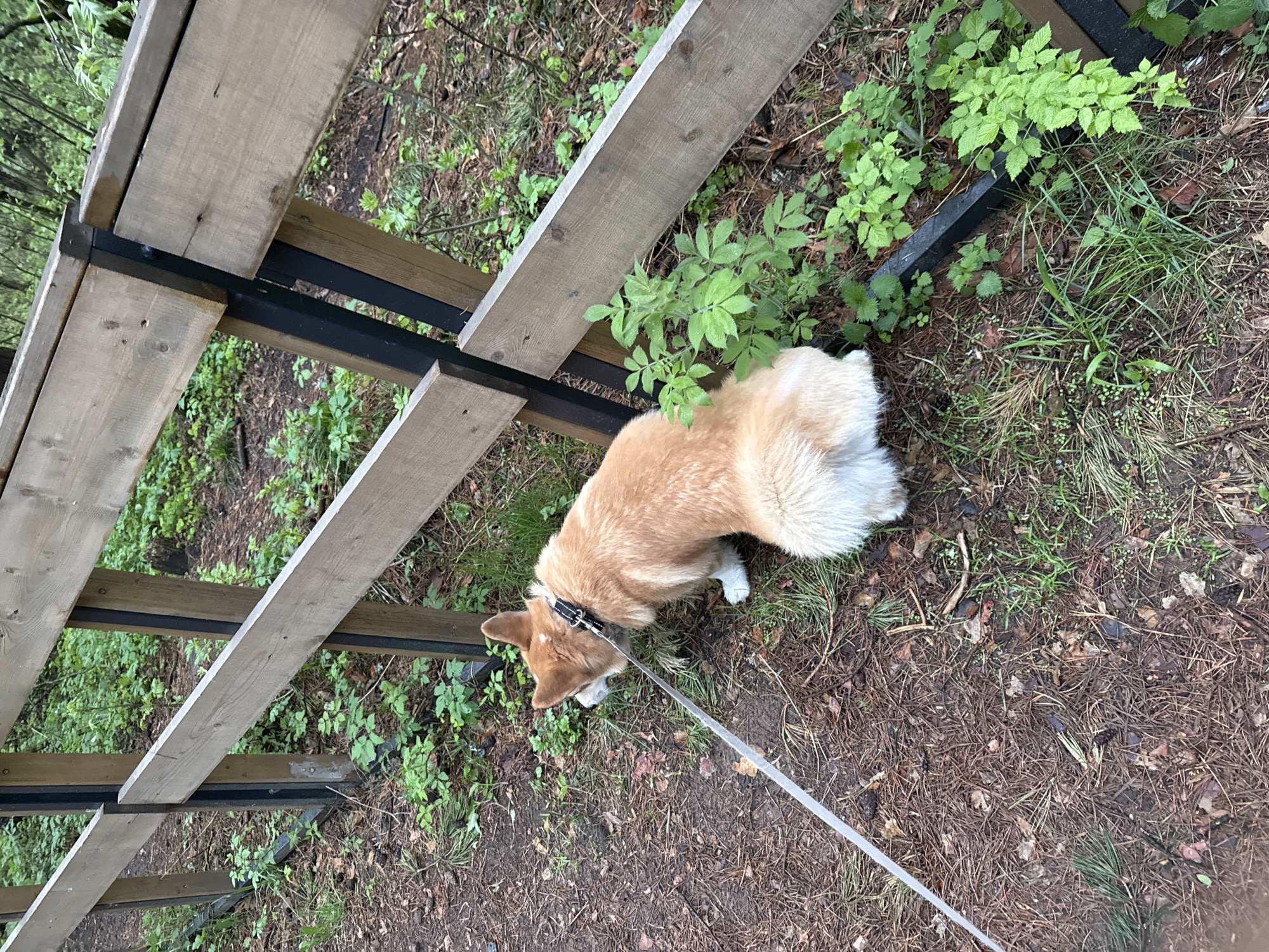 A tan and white corgi dog on a grey leash is sniffing the ground next to a partially visible wooden and metal fence. The dog's collar is black. The ground is covered in leaf litter and sparse green vegetation. The location appears to be an outdoor, natural setting. There is no evidence that definitively identifies this location as Votkinsk, Russia.