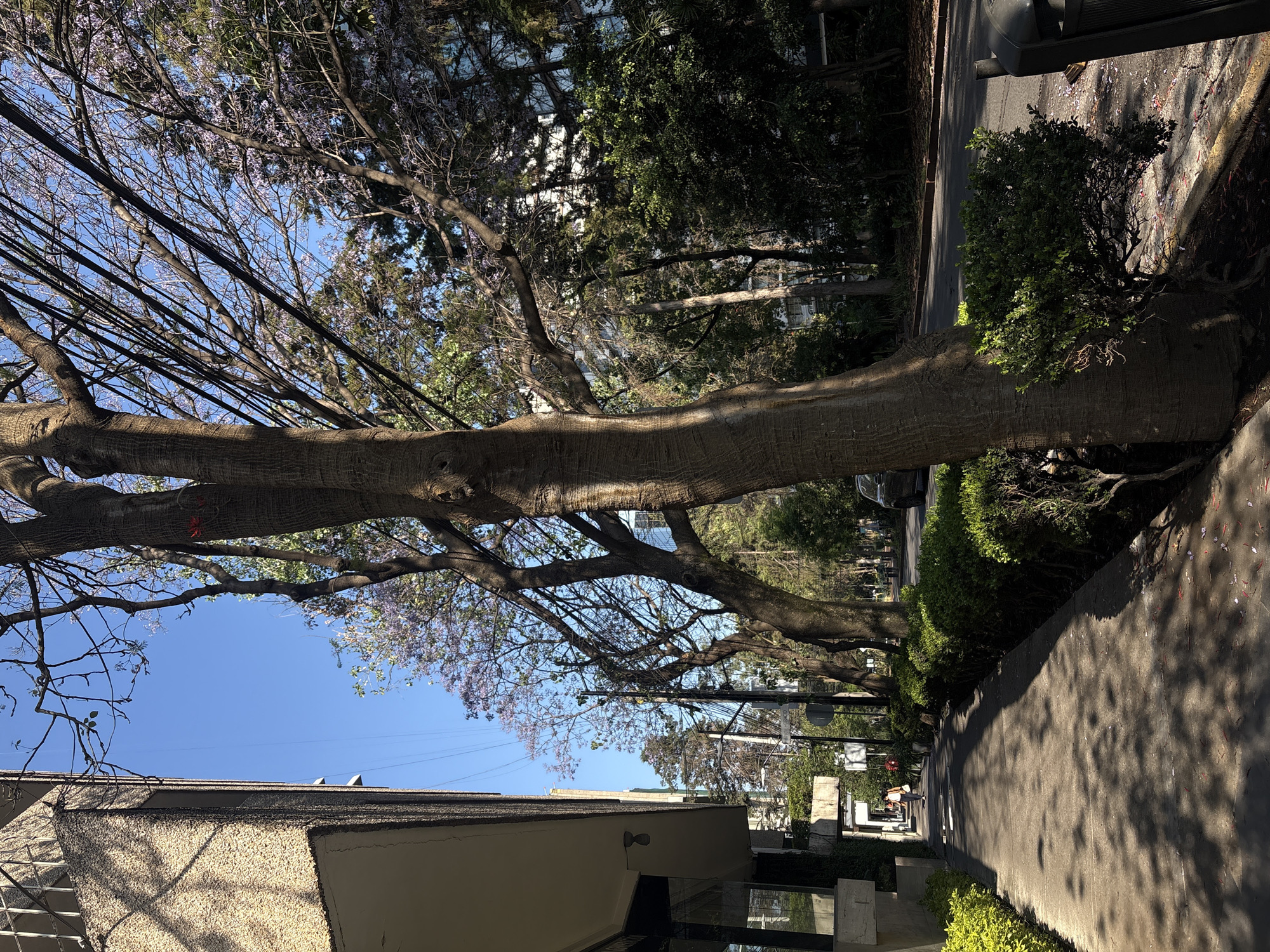 The image depicts a street scene in Mexico City, Mexico. A large tree with light purple flowers dominates the foreground, its branches stretching across the frame and obscuring part of the sky. Power lines run through the tree's branches. The tree is adjacent to a sidewalk and a building with a light-colored facade and glass windows. A street runs parallel to the sidewalk, with trees lining the opposite side. In the distance, people walk along the sidewalk. A parked car can be seen on the street. The sky is clear and blue.
