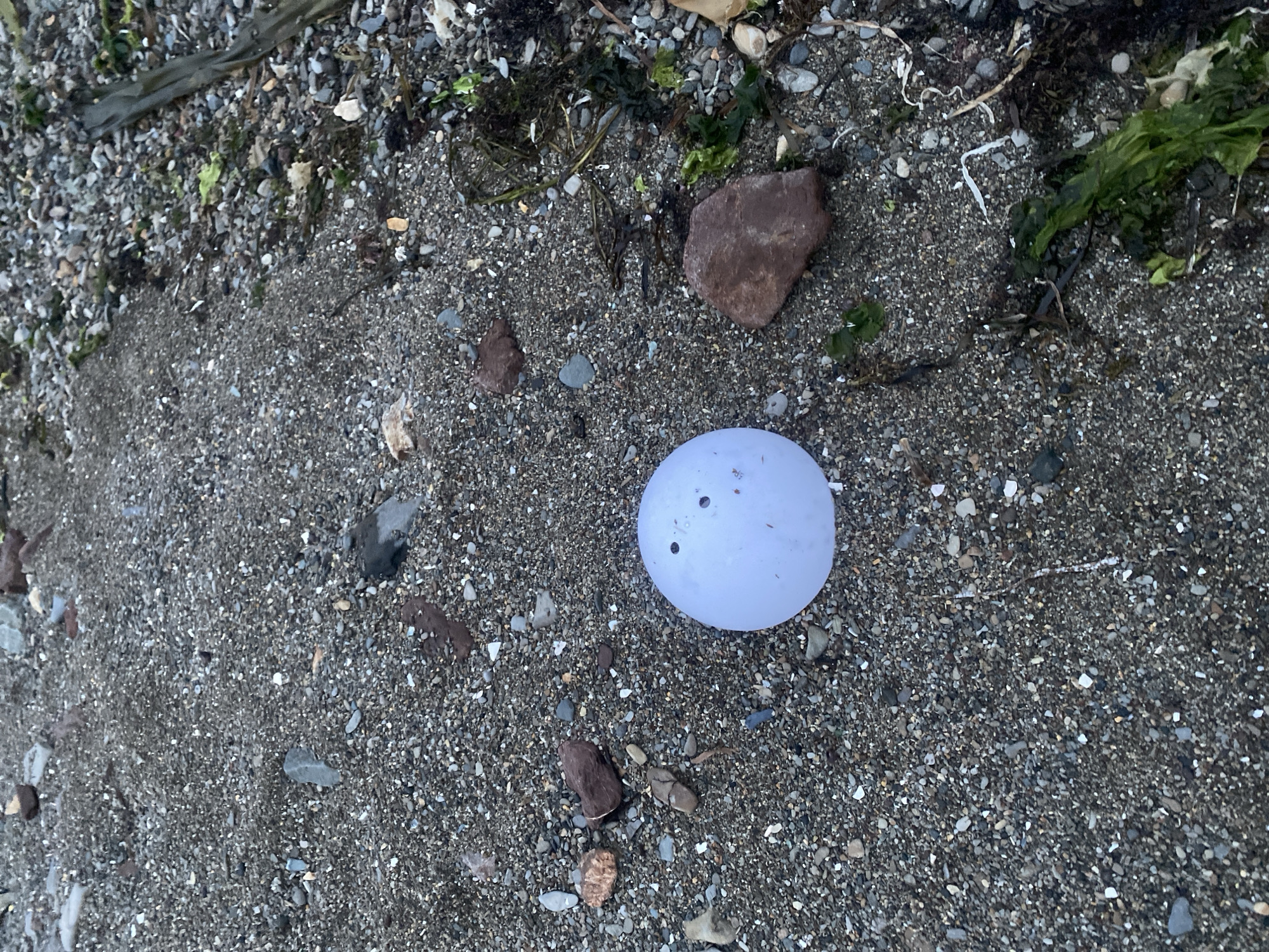 A light blue, spherical object with two dark dots, resembling a face, rests on a sandy and pebbly beach. The background features small rocks, seaweed, and driftwood. The scene is likely the shore of Korsakov, Russia, a city known for its port and coastal environment. The image captures a solitary, found object in its natural surroundings.