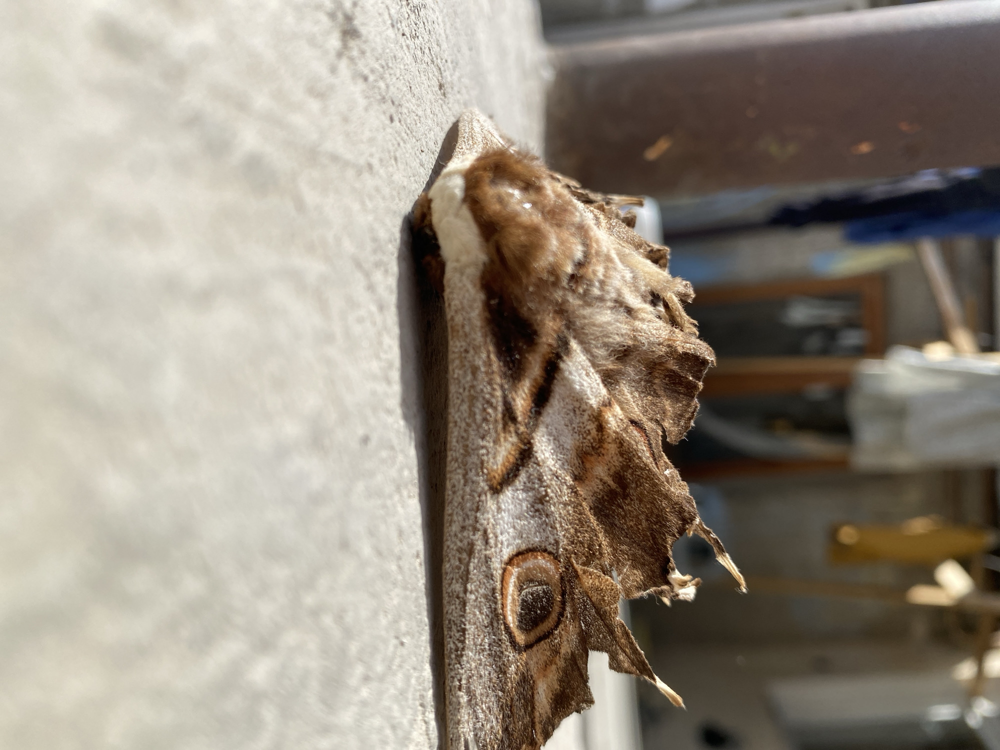 The image shows a moth clinging to a concrete wall. The moth's wings are primarily brown and cream-colored with what appears to be a broken pattern. One wing has a distinct eye-like spot. The moth's body is furry, and the wings are somewhat ragged around the edges. The wall is light gray and appears to be part of a building. The background contains an out-of-focus urban environment. Judging from the architecture and the light, it is likely in the city of Tbilisi, Georgia. The scene is shot in bright sunlight.