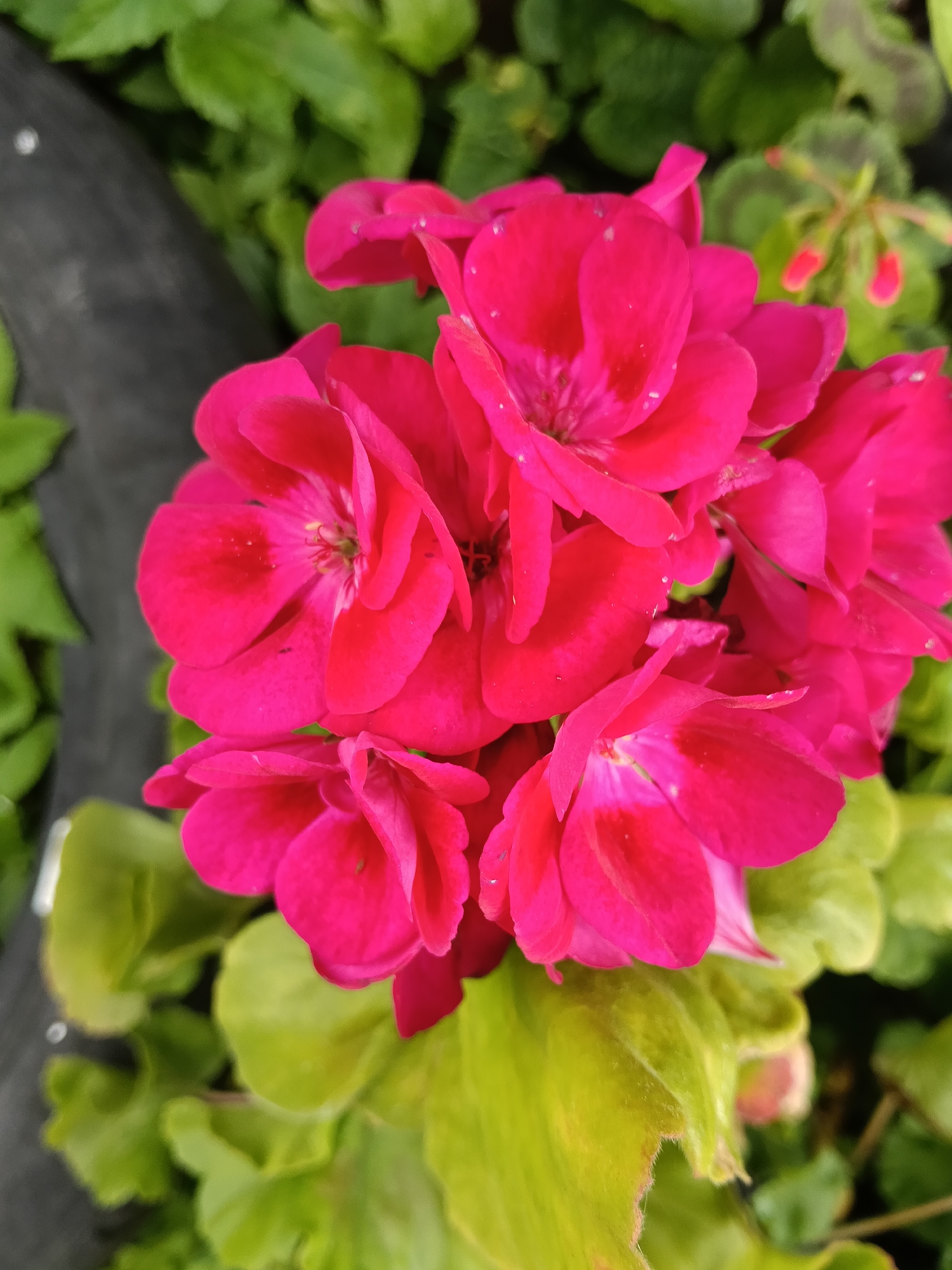 A cluster of vibrant pink geranium flowers fills the majority of the frame, their petals showing delicate veins and some scattered white specks. The flowers are arranged in a dense cluster, with some petals overlapping and others slightly curled. Behind the flowers, lush green foliage is visible, creating a soft, blurred background. The leaves are varied in shape and size, with a few appearing to have a slightly lighter, yellowish-green hue. In the upper left corner of the image, a dark, textured object, possibly a plastic liner or a piece of soil containment, is partially visible against the green leaves. There are no people or animals present in the image. The scene depicts a close-up view of blooming geraniums, likely in a garden or greenhouse setting. The location in Krasny Mayak, Russia, is not discernible from the visual information presented in the image.