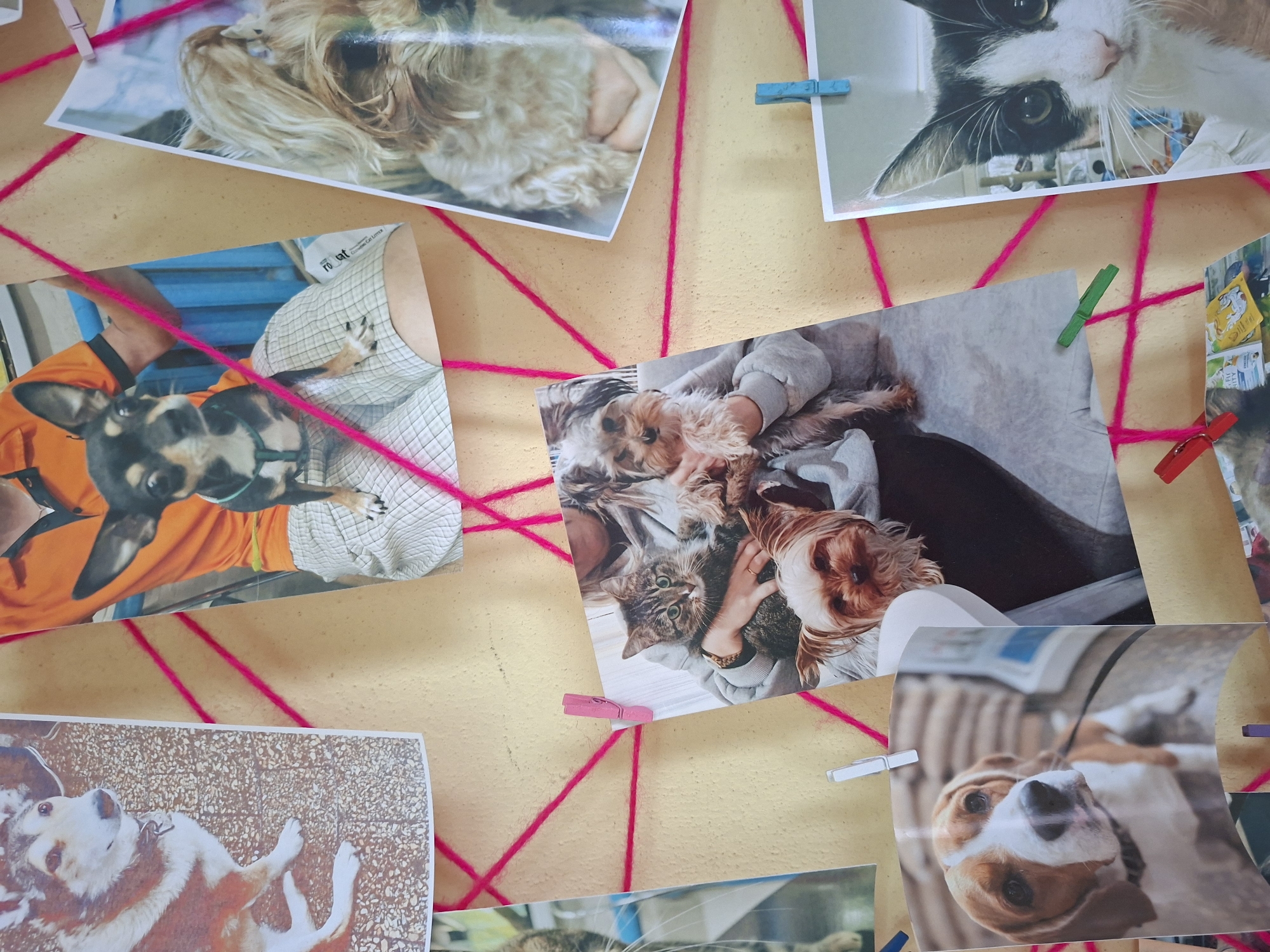 The image displays a corkboard with multiple photographs of dogs and cats attached with colored clothespins and pink yarn. The photographs are arranged in a seemingly haphazard manner, with some overlapping. One photograph shows a dog with brown and white fur, another features a small black and tan chihuahua, and a third shows a fluffy light brown dog. A larger photo in the center depicts a tabby cat being held by a person, with two Yorkshire terriers in the foreground. Another image contains a Beagle, and the last visible photograph is a close-up of a black and white cat. The background appears to be a textured wall. The scene is indoors, suggesting a home environment within the city of Slavyenski Sel'ski Sovet, Belarus. There are no people clearly identifiable as being actively involved in the scene beyond what is captured in the photographs.