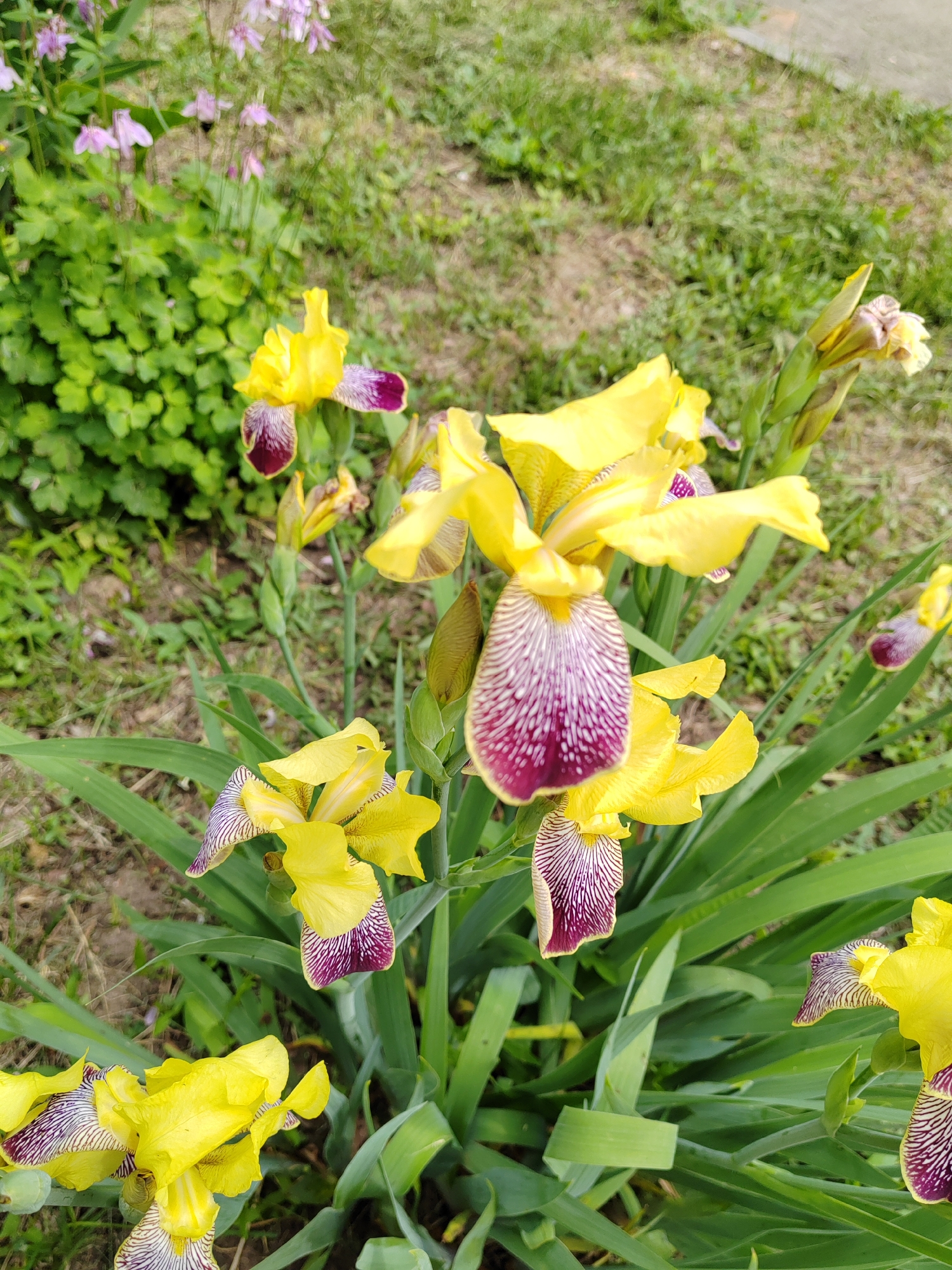 The image captures a vibrant close-up of multiple iris flowers in an outdoor garden setting. The primary subjects are the irises, which feature striking bright yellow upper petals, known as "standards," and lower petals, or "falls," that are a deep purple or maroon color with distinct white, almost striped, veining radiating from the center. Several of these yellow and purple irises are in full bloom, accompanied by their characteristic long, sword-shaped green leaves. Some unopened buds are also visible, hinting at continued blooming.
The background is filled with lush green foliage and grass, which appears somewhat out of focus, adding depth to the scene. To the upper left, a cluster of smaller, lighter purple or pinkish flowers can be seen amidst the green. A small, blurry section of what might be a paved path or concrete surface is visible in the upper right corner.
The lighting suggests it is daytime, with natural light illuminating the flowers and foliage, highlighting their vivid colors. No specific activity or event is taking place, the image is a still life focused on the natural beauty of the flowers. There are no people or visible text in the frame. The scene evokes a sense of nature's beauty and the freshness of a garden.