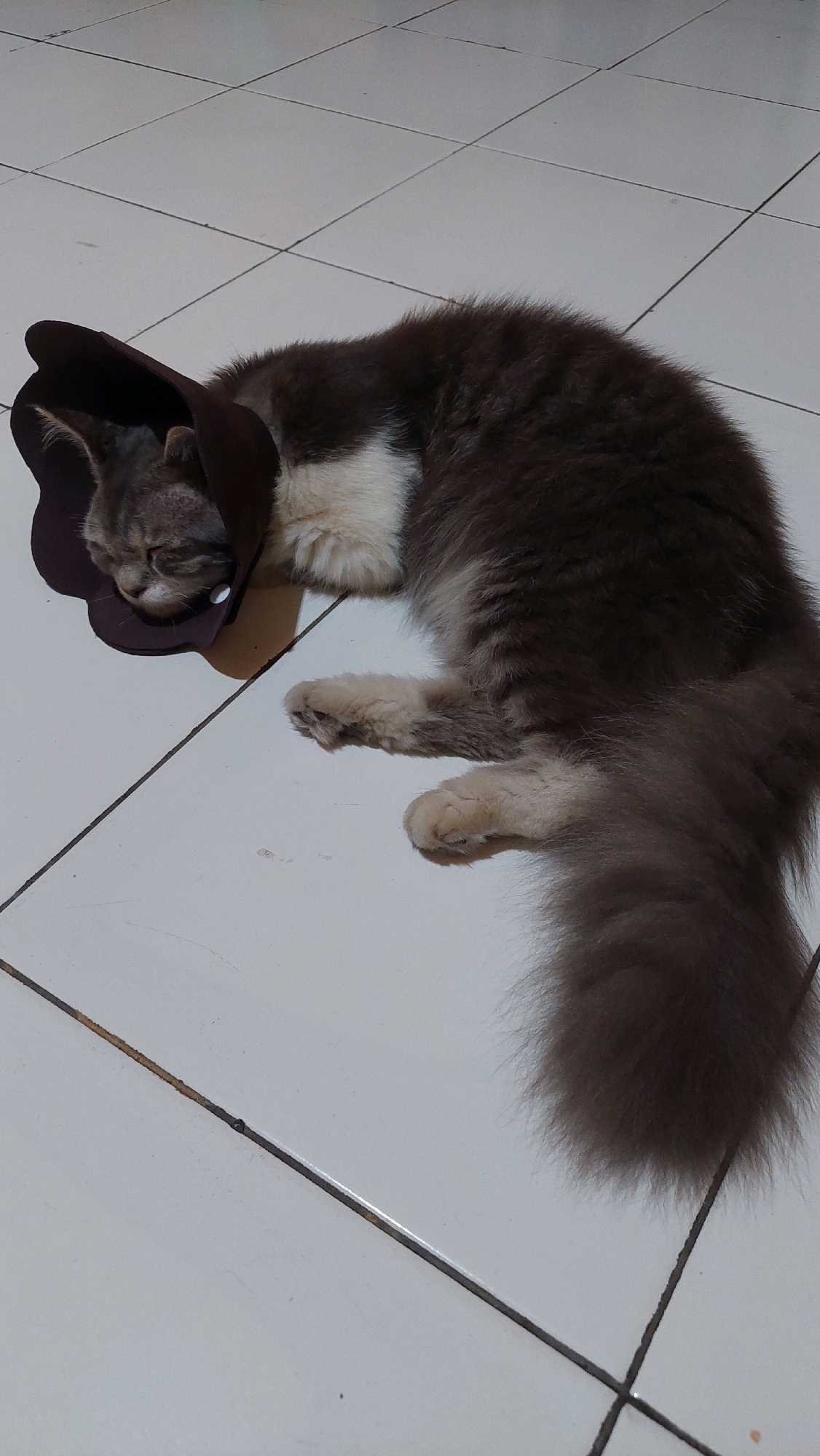 A gray and white long-haired cat lies sleeping on its side on a white tiled floor. The cat is wearing a dark brown Elizabethan collar. The collar is shaped like a flower with scalloped edges and has a white button closure visible at the bottom. The cat's eyes are closed, and its head is resting on the floor. Its front paws are tucked beneath its body, and its hind legs are extended. The cat's tail is bushy and curls around its body. The tiled floor is clean and shows grout lines forming a grid pattern. The overall scene appears to be indoors, likely in a residential setting in Bojong Gede, Indonesia, given the context.