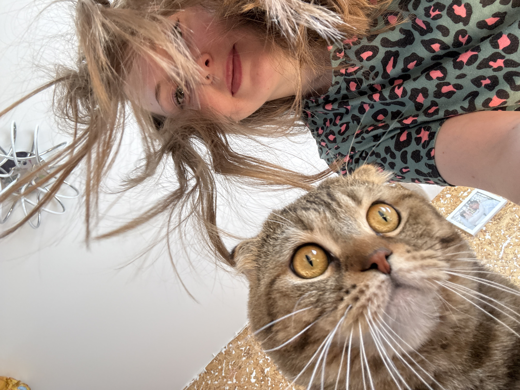 This close-up, low-angle shot captures a playful moment between a person and a cat, likely taken indoors. The perspective looks upward, placing the viewer in a position beneath the subjects.
In the upper half of the frame, a person, possibly a young woman or girl, is seen looking downwards into the camera. Her light brown hair is disheveled and spreads around her face, giving a dynamic, windswept look. She has light skin, slightly parted pink lips forming a subtle smile, and dark eyes. She is wearing a green shirt adorned with a distinctive black and pink leopard print pattern.
Dominating the lower half of the image is a domestic cat, likely a Scottish Fold due to its characteristic folded ears, though only one is clearly visible. The cat has tabby markings, with shades of brown and black stripes. Its most striking feature is its large, round, amber-colored eyes with vertical pupils, fixed directly on the viewer, conveying curiosity or surprise. Its long, white whiskers fan out prominently from its snout.
The background primarily consists of a plain white surface, suggesting an indoor wall or ceiling. To the left, a metallic, wiry object with multiple spokes (possibly a decorative item, part of a light fixture, or a small fan) is partially visible. In the lower right corner, a textured, light brown surface, resembling cork board or a rough wooden surface, is present. A small, white-framed picture is visible on this surface, but its contents are too blurry to discern any specific text or clear imagery.
The overall impression is candid and intimate, capturing a shared moment between a pet and its owner from an unconventional and engaging viewpoint. The time of day and specific location cues beyond being indoors are unknown.