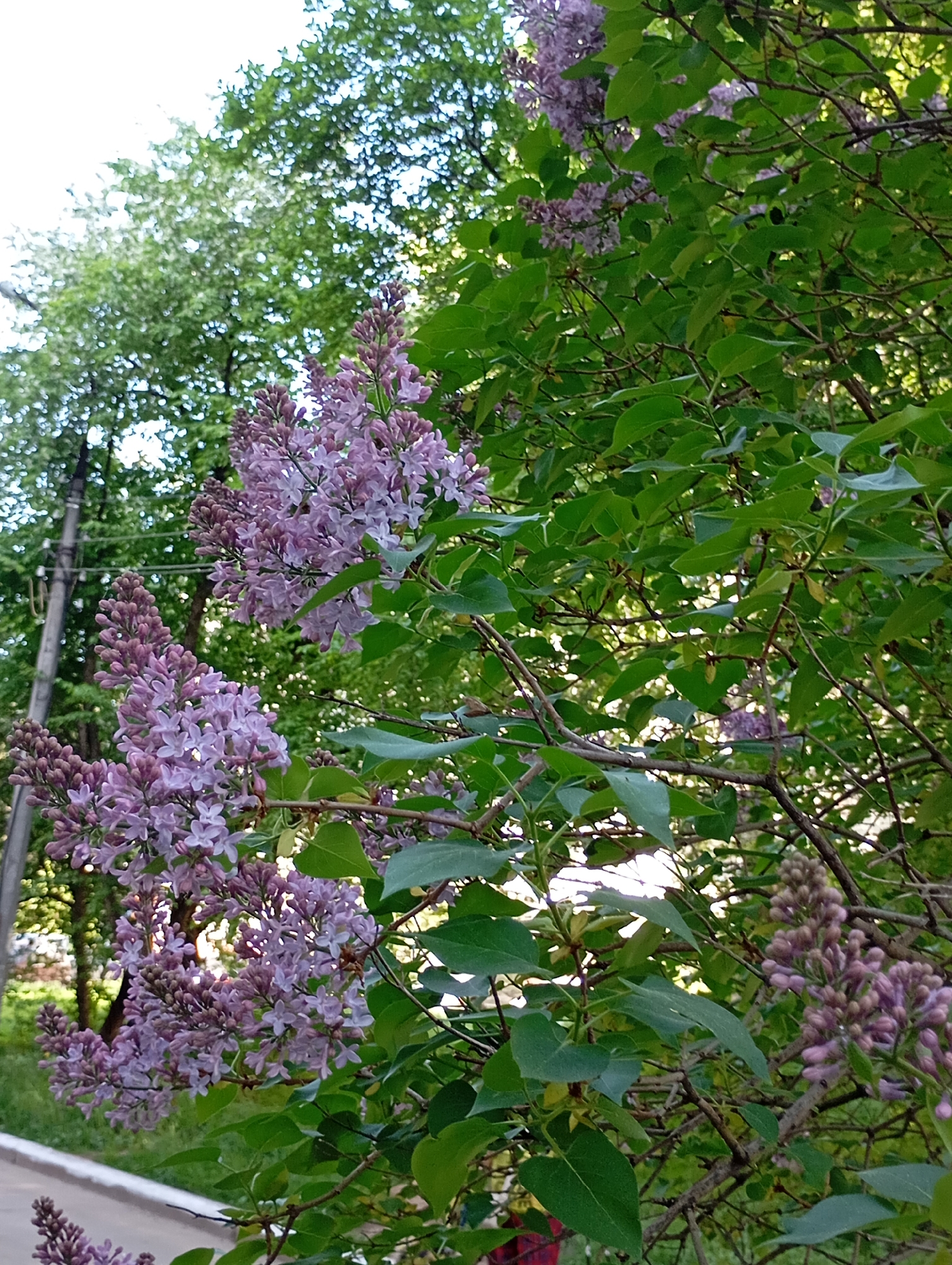 A ground-level, medium shot shows a lilac bush covered in clusters of light purple flowers with green leaves interspersed among them. A cluster of flowers appears at the bottom left of the frame, and the main clusters of flowers appear to the left of the center of the frame. The flowers are in various stages of bloom. Behind the bush, there's a view into the background with green trees. To the left, a pole stands against the backdrop of green trees. At the bottom left, a glimpse of a building with a white base is visible. The scene captures a natural setting that's likely an urban environment.
