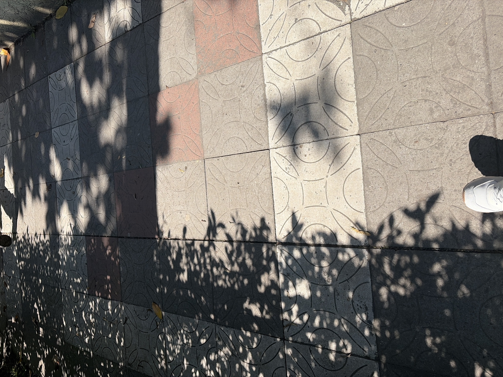 The image captures a ground-level, slightly angled view of a tiled outdoor pathway or sidewalk in Sochi, Russia, illuminated by bright daylight. The ground is paved with square concrete tiles, primarily light grey, which feature an embossed, repeating geometric pattern of interconnected circles and curved lines. A few reddish-brown tiles are interspersed among the grey ones, adding visual contrast.
Prominent in the scene are the strong, intricate shadows cast across the pathway. Dense, dappled shadows from tree or bush foliage cover a significant portion of the left and lower areas of the frame, creating a striking interplay of light and dark. A larger, more uniform shadow, possibly from a building or an overhead structure, stretches across the mid-right. Scattered dry leaves, light brown and yellow, are visible on the ground.
In the upper right corner, the toe and part of the side of a person's left foot, clad in a clean white sneaker, are visible, indicating the presence of an individual walking or standing on the path. The sharp definition of the shadows suggests a clear, sunny day, likely during the morning or late afternoon when the sun is at a lower angle. No specific event or activity is depicted beyond the implied movement of the person. There is no visible text within the image.