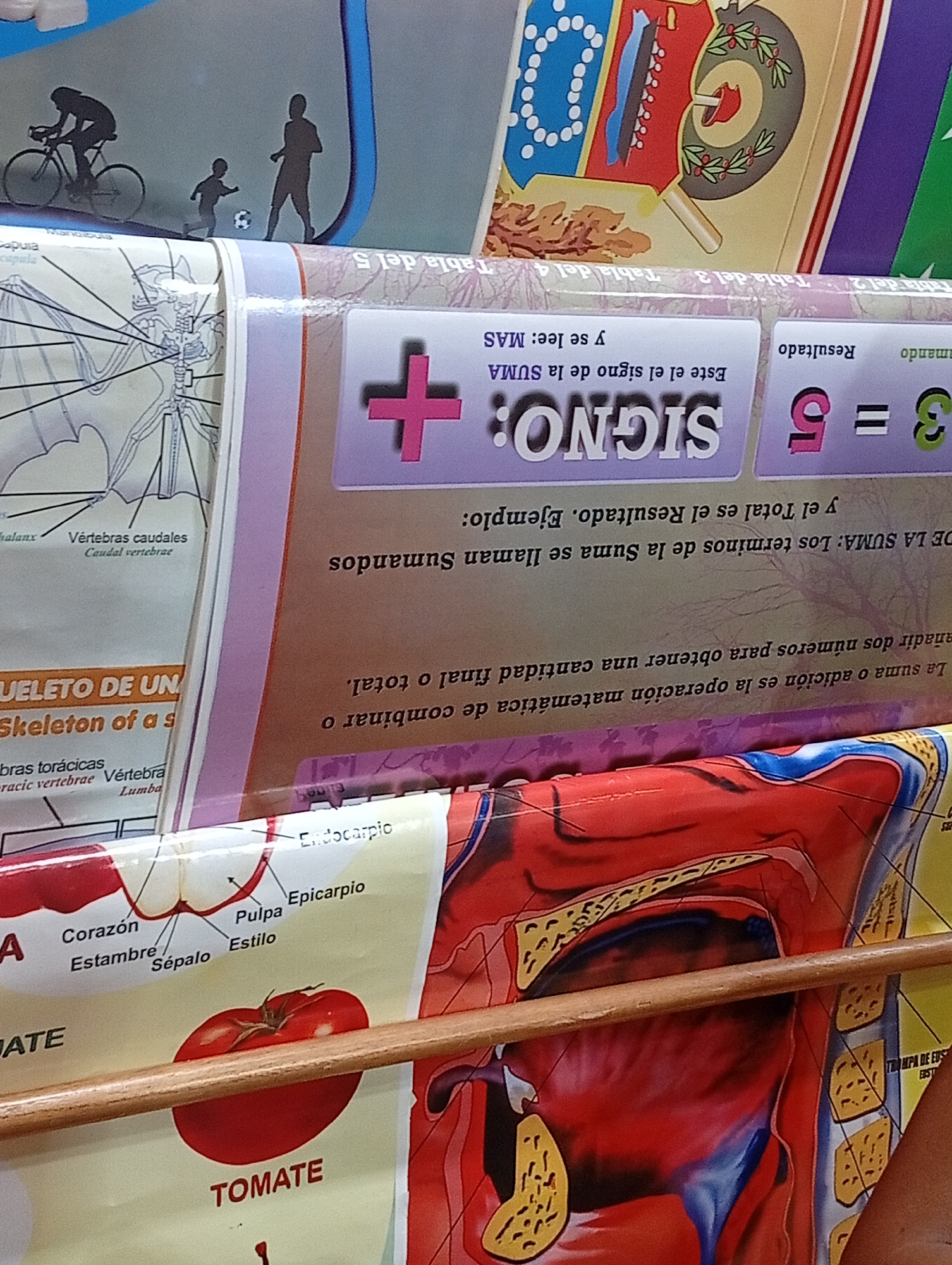 The image depicts a collection of educational posters displayed in a retail environment. The posters are layered and slightly askew, suggesting they are on display in a store.
One prominent poster features mathematical concepts. It shows a large plus sign in pink and the word "SIGNO" in bold white letters on a purple background. Below this, there is text in Spanish explaining that the operation of addition is used to combine two numbers to obtain a final quantity, and the terms of the sum are called summands, with the total being the result. Further to the right, a mathematical equation is partially visible, showing "3 = 5", with a green "3" and a pink "5".
Another poster displays anatomical diagrams. One section clearly shows the title "HUELETO DE UN" and "Skeleton of a s" in English, indicating a skeletal system chart. Labels like "vértebras caudales (Caudal vertebrae)" and "vértebras torácicas (thoracic vertebrae)" are visible.
A third poster features a detailed diagram of a tomato, with labels such as "Corazón", "Estambre", "Sépalo", "Pulpa", "Estilo", "Endocarpio", and "Epicarpio". The word "TOMATE" is printed in large white letters.
In the background, parts of other posters are visible, including one with silhouettes of a cyclist and figures playing soccer, and another with colorful patterns and what appears to be a decorative wreath.
The posters are arranged in a way that suggests they are hanging or propped up, possibly in a classroom supply store or a similar educational retail setting. The lighting is artificial, casting some shadows and highlighting the vibrant colors and details of the posters. The overall impression is one of educational materials being presented for sale or display.
This scene is likely located in a city like Juan Griego, Venezuela, where educational materials are commonly found in retail outlets catering to schools and students.
