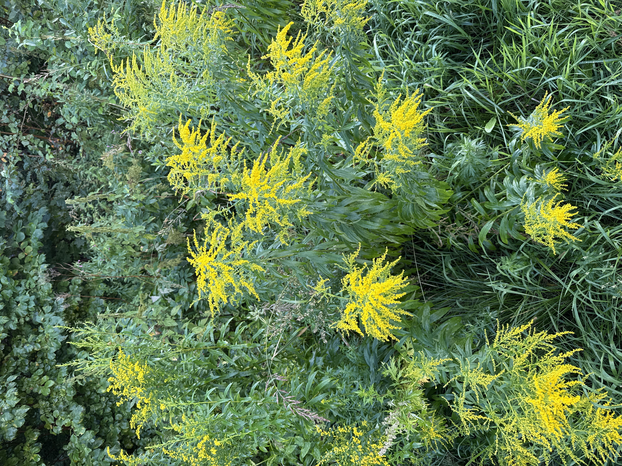The image shows a dense cluster of tall, leafy green plants interspersed with numerous bright yellow flowering stalks. The yellow flowers are small and clustered together, forming feathery plumes at the top of the stalks. Some of the yellow flowers are in sharper focus, revealing their delicate structure, while others are slightly blurred, creating a soft, impressionistic effect. The background is a mixture of deep green foliage, including larger leaves that appear to belong to bushes or trees. The overall impression is one of a lush, natural setting, likely an outdoor area with abundant vegetation. The image does not contain any people, structures, or signs of urban life. Therefore, it is not possible to determine if this scene is located in the city of Tallinn, Estonia.