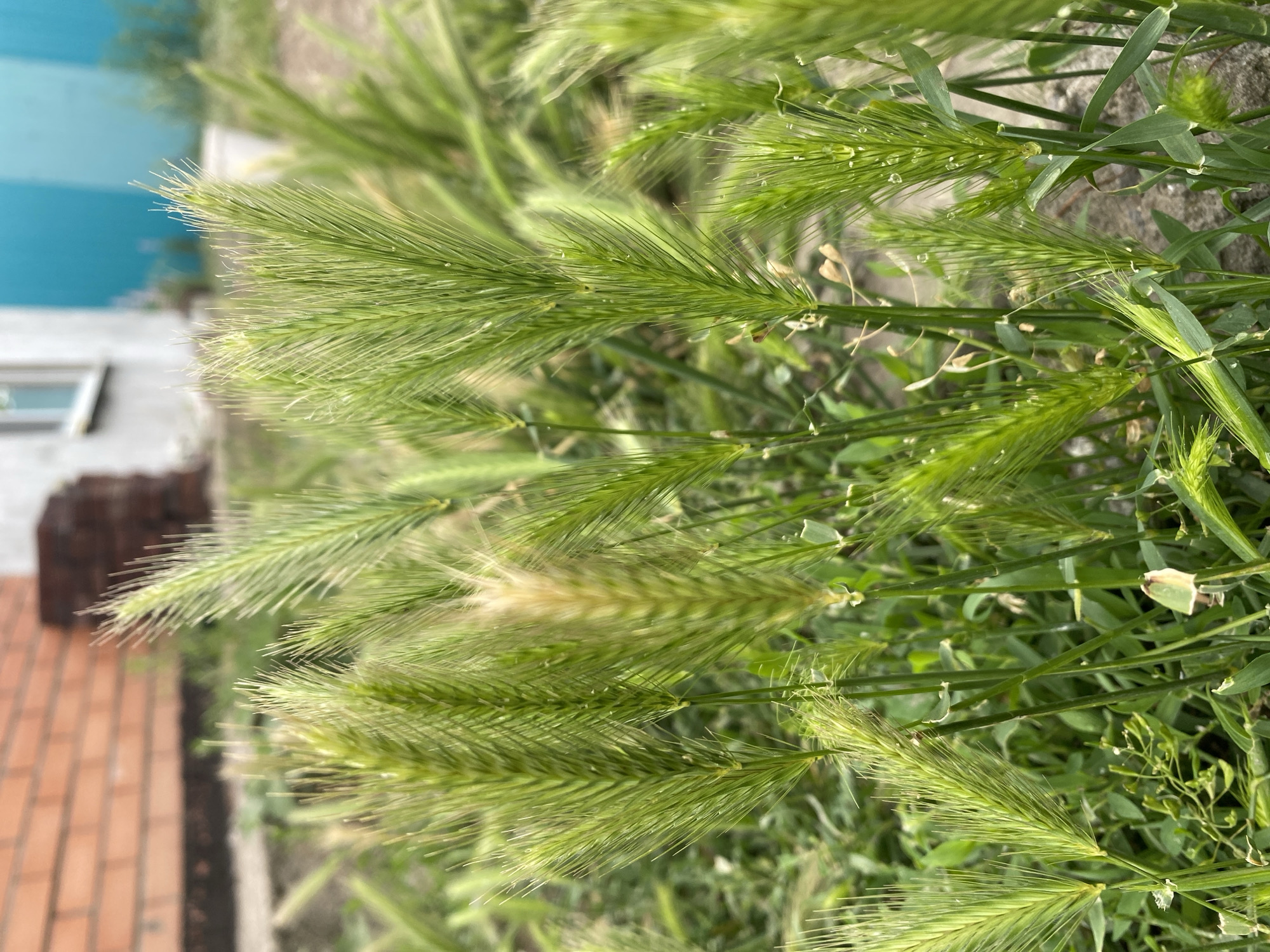 The image depicts a close-up view of green foxtail grass, or *Setaria viridis*, growing in an outdoor environment. The grass is characterized by its numerous feathery seed heads, which are a vibrant green color, with some appearing slightly lighter or yellowish. Small droplets of water are visible on some of the grass blades, suggesting recent rain or dew. The background is out of focus, but it reveals elements of a building constructed with red brick and painted blue and white sections. There are also hints of gravel or dirt ground cover. The scene appears to be situated in a residential or urban fringe area within the village of Kisliakovskaya, Russia. No people are present in the image. The focus is entirely on the natural elements of the grass and its immediate surroundings, creating a macro perspective of the plant life.