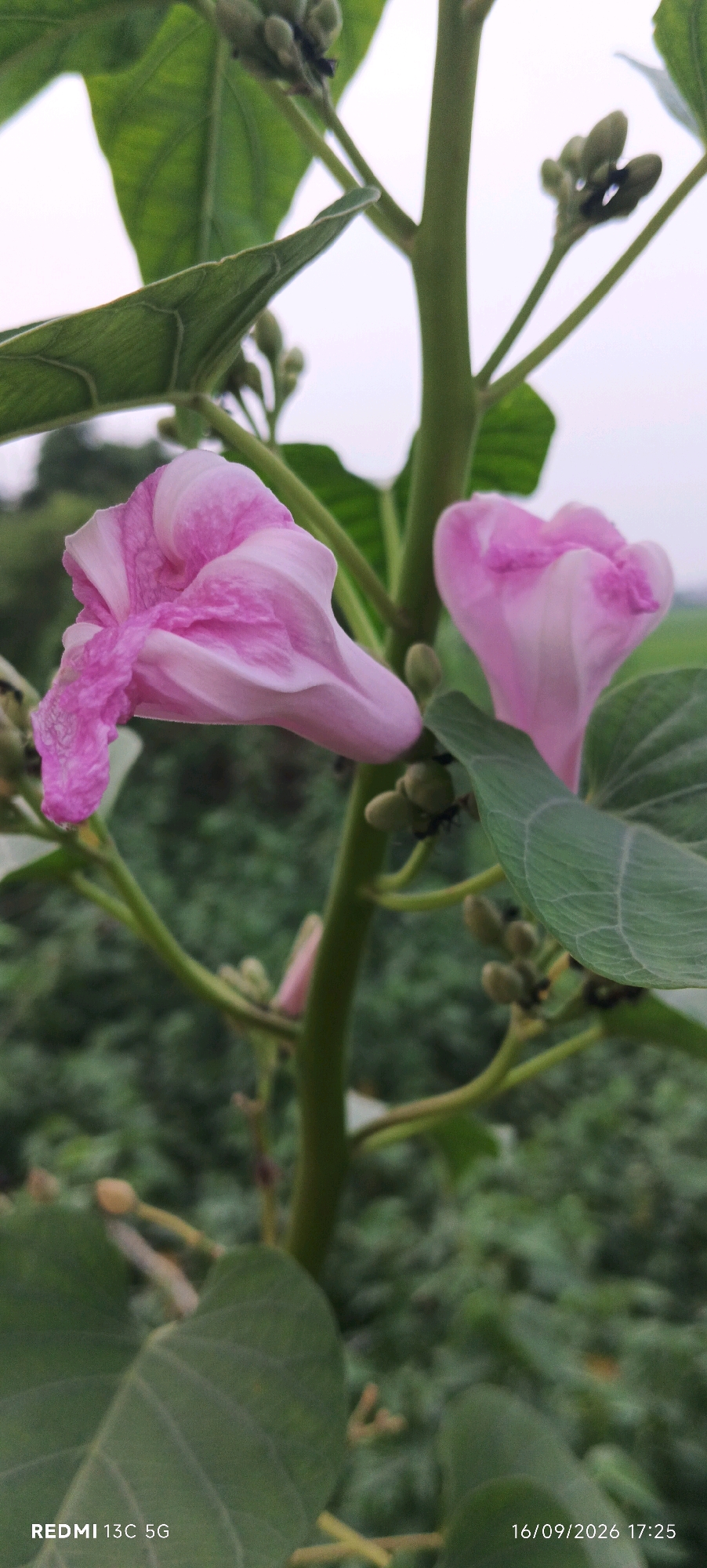 This is a close-up, vertical, medium shot of two pink morning glory flowers on a vine. The flowers are partially unfurled, with ruffled edges and streaks of lighter pink. They are positioned on the left and right sides of the frame, with the vine stem running vertically between them. Several small, green buds are visible below the flowers, some of which have ants crawling on them. Large, green leaves surround the flowers and buds. The background is softly blurred, showing more green foliage and a hint of a pale sky. The lower-left corner of the image displays "REDMI 13C 5G," and the lower-right corner shows the date and time "16/09/2026 17:25." There is no indication of the specific location being Dafarpur, India, within the image itself.