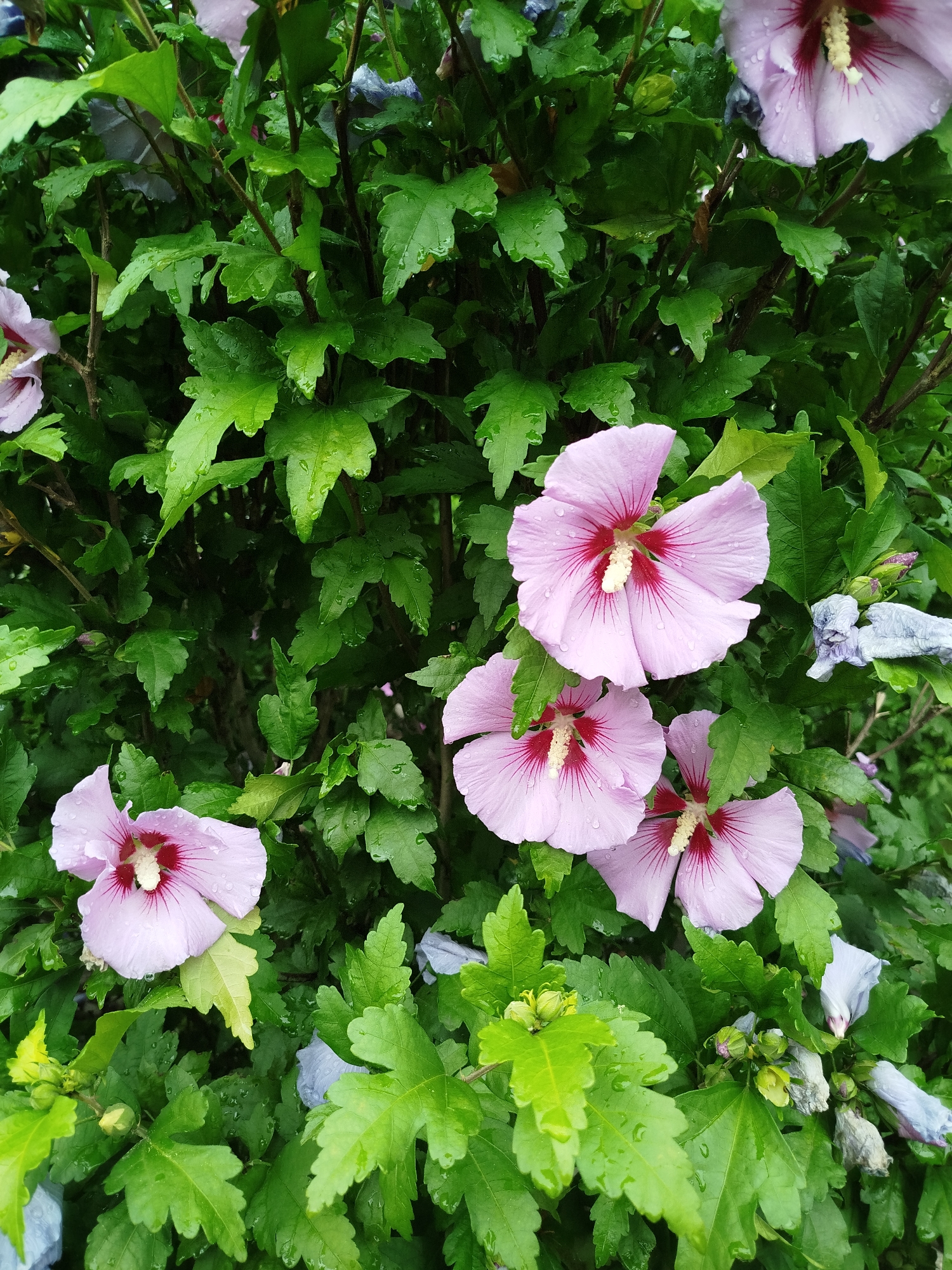 The image depicts a close-up view of a lush green bush covered in raindrops, with several light pink hibiscus flowers in bloom. The flowers have a deep red center and prominent yellow stamen. Some buds and wilted flowers are also visible, some of which are a pale blue or greyish color. The leaves are a vibrant green and appear slightly glossy due to the moisture. The scene is naturally lit, suggesting it was taken outdoors. There are no people or animals present in the image. This type of vegetation is commonly found in gardens or parks. Without specific landmarks, it is impossible to determine the exact location within Szczecin, Poland, however, it represents a typical garden or public green space in the city.