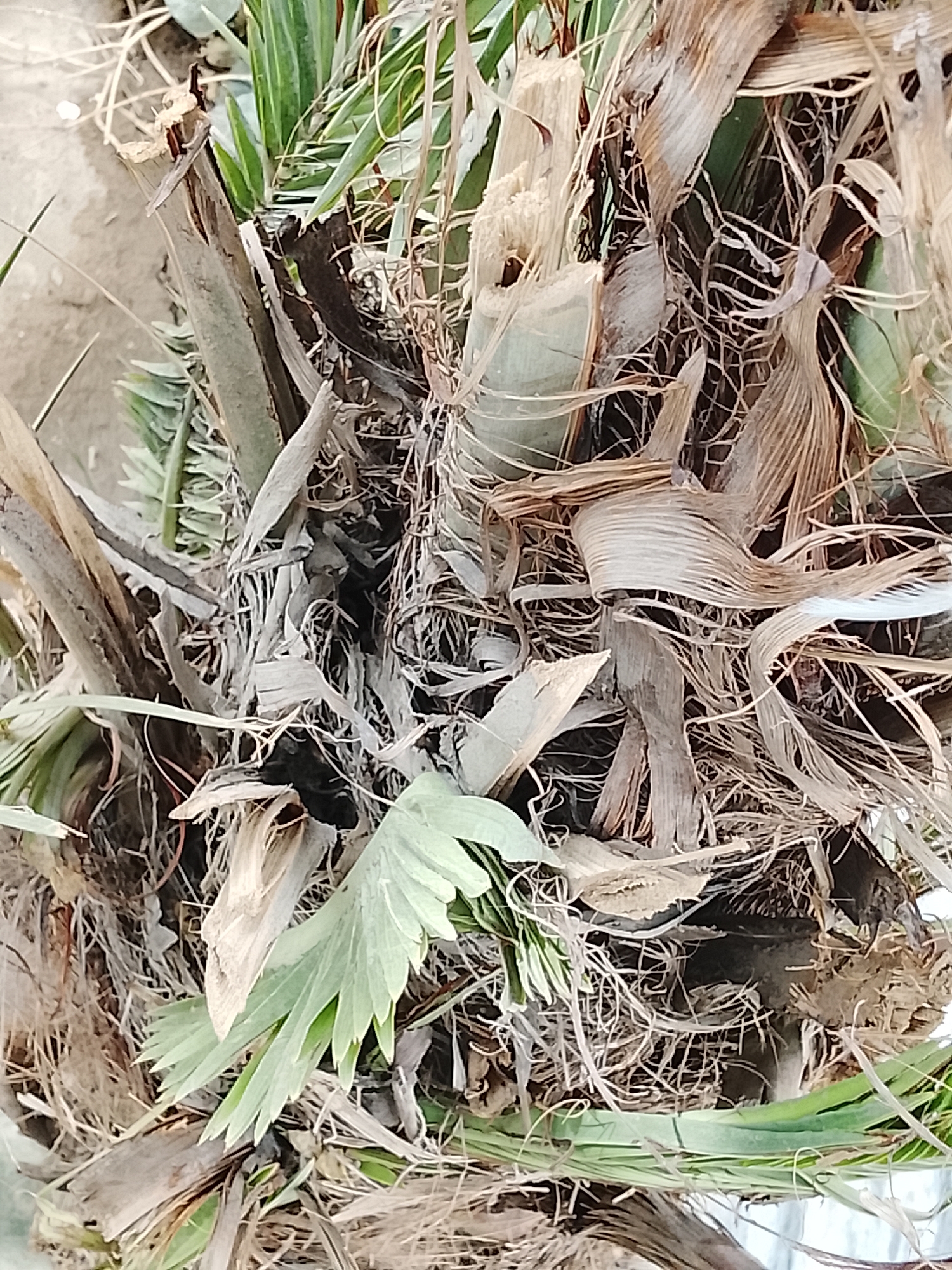 The image shows a close-up of the base of a palm tree trunk. The trunk is covered with a dense mass of dried leaves, fronds, and fibrous material. There are a few green fronds near the bottom and on the left side of the image. The overall tone is brown and tan, with some green accents. Location: Unknown, Unknown.