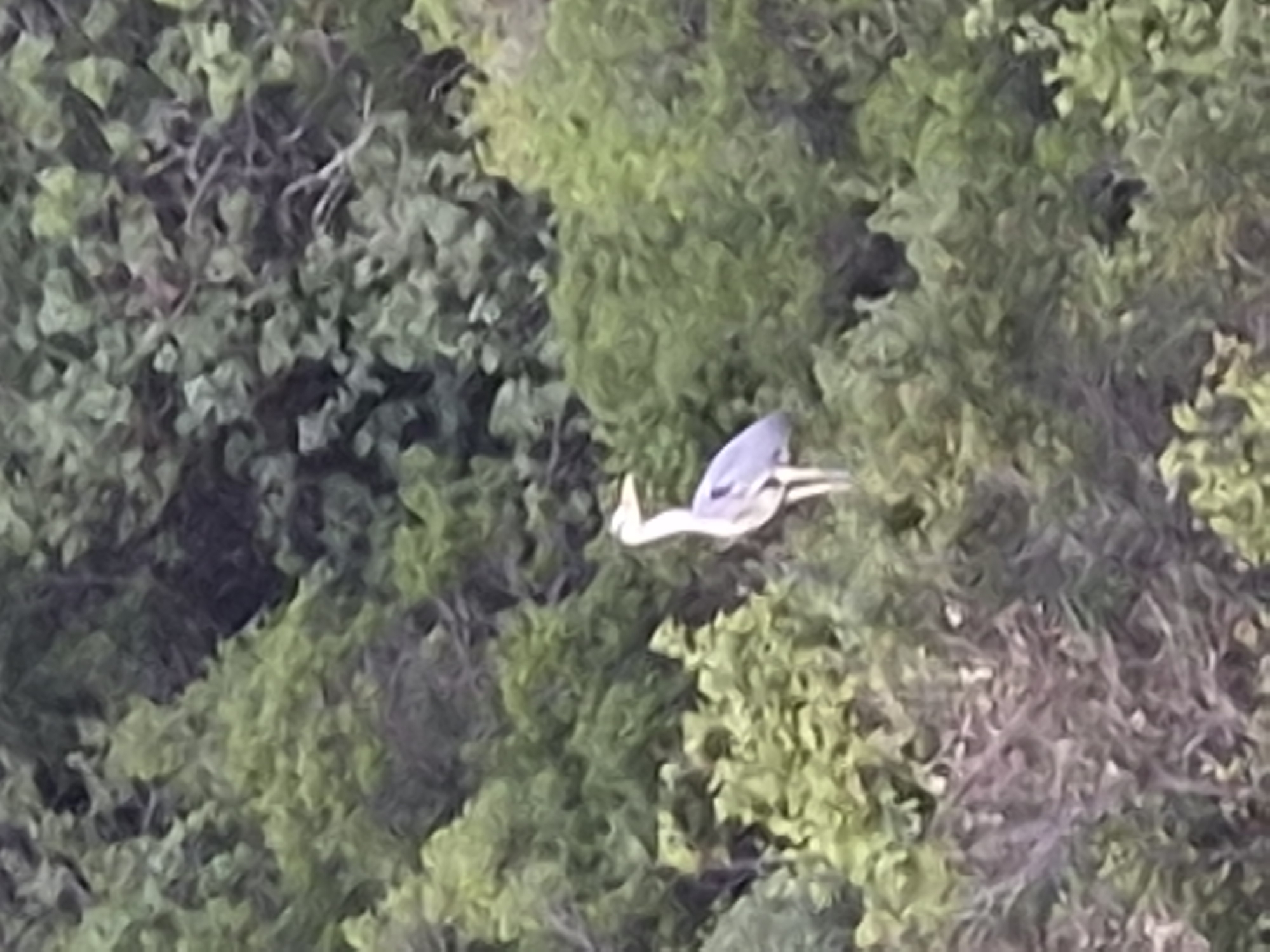 A grey heron stands amidst dense green foliage, its body a muted blue-grey against the vibrant leaves. The bird is facing to the right, with its head slightly turned as if observing something. The background is a blur of various shades of green, indicating a natural, possibly wooded, environment. The image quality is somewhat low, with a soft focus that blurs the finer details of both the bird and its surroundings. The location is identified as Şile, Turkey, suggesting a coastal or natural area within that region. There are no people, actions, or interactions depicted in the image.