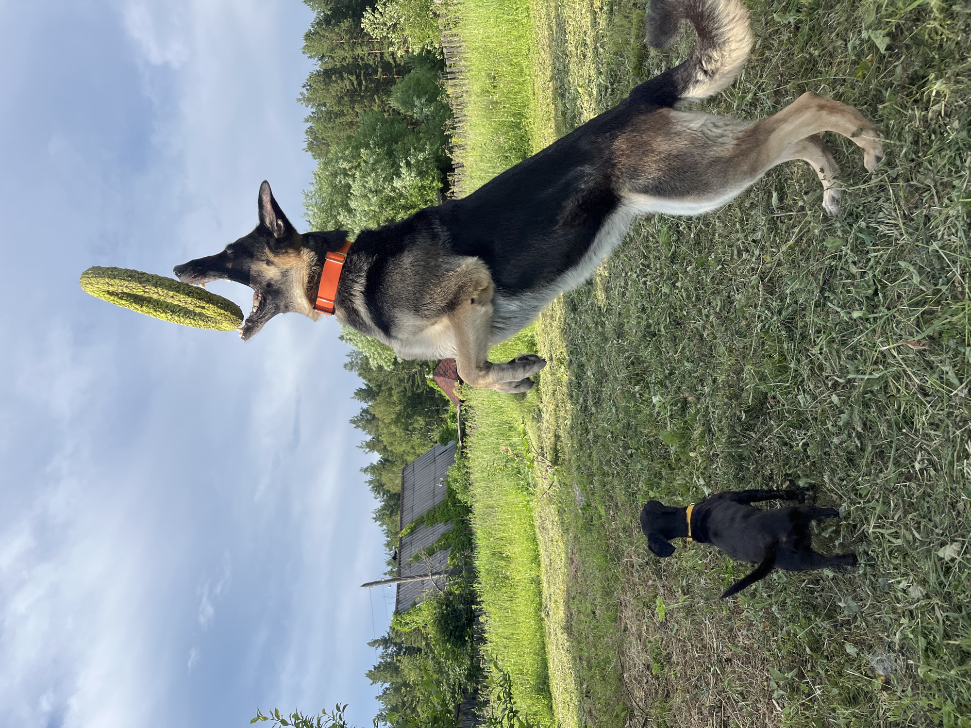 In a grassy, outdoor setting, a German Shepherd, wearing an orange collar, is captured mid-air, leaping to catch a green, textured frisbee. Its mouth is open, and the frisbee is positioned just above its jaws. In the foreground, a small black puppy with a yellow collar looks up at the larger dog. Behind the dogs, a rural scene unfolds with a partially overgrown, weathered roofed structure, a wooden fence, and a dense line of evergreen trees against a cloudy sky. The ground is covered in green grass and patches of dry earth. There is no indication of this scene being in Nizhny Tagil, Russia.