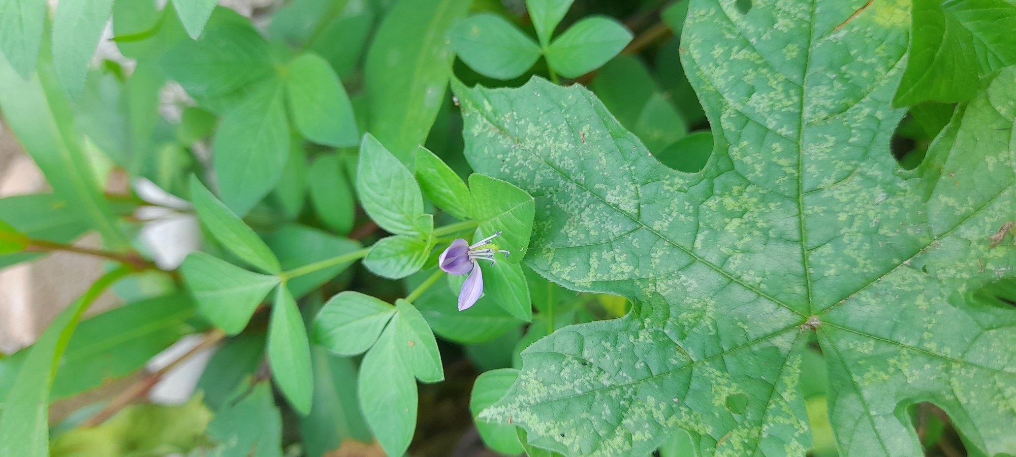 The image presents a close-up view of lush green foliage, likely in an outdoor setting within the city of Buketteukuh, Indonesia. The foreground is dominated by a plant with trifoliate leaves and a small, purple flower. To the right of this plant is a large, lobed leaf, showing a speckled pattern. The environment appears vibrant, indicating a healthy and well-maintained green space. There are no visible people or animals in the image.