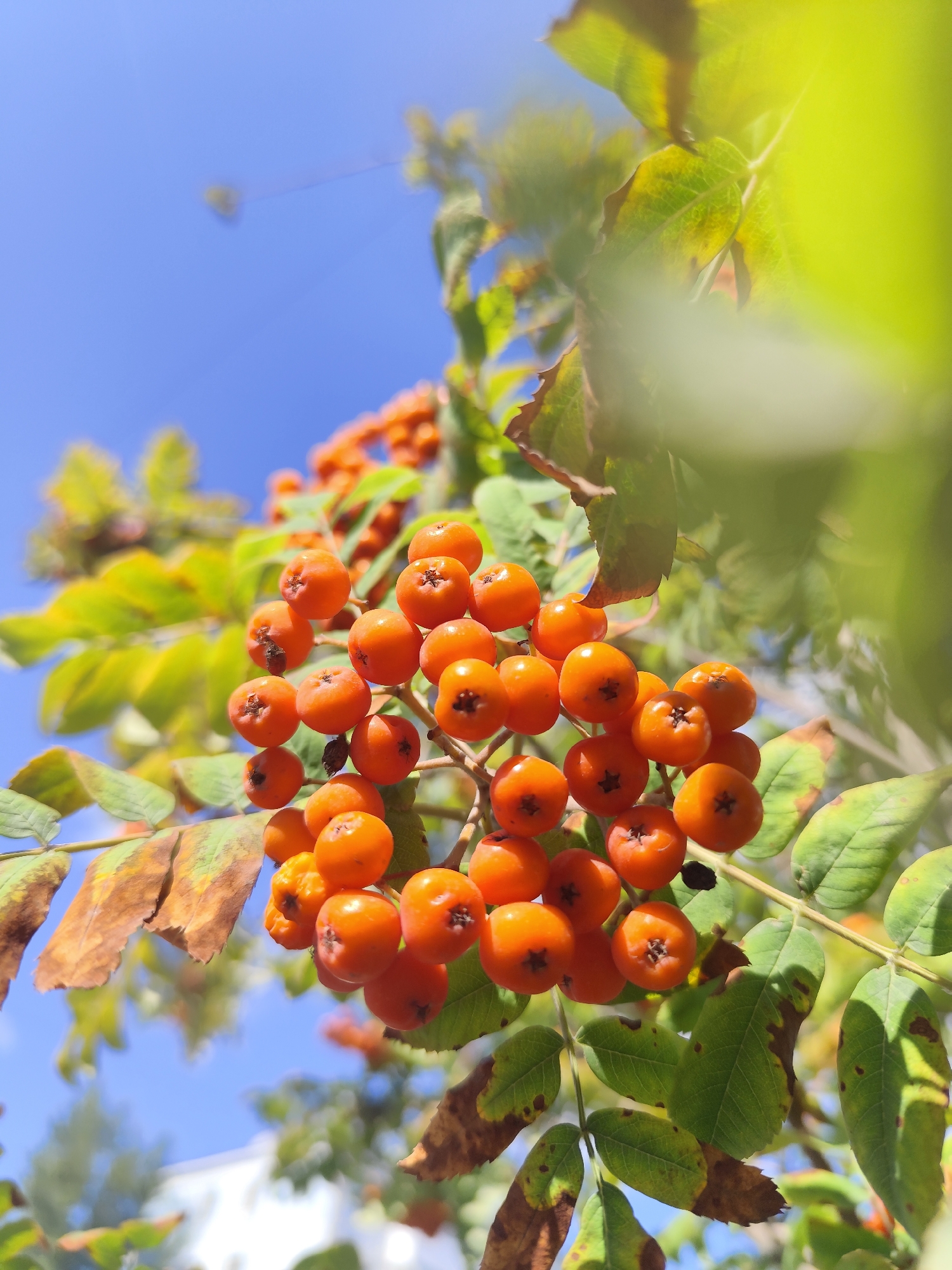 This is a close-up, vertical, eye-level shot of ripe rowan berries on a branch, set against a clear blue sky. The berries are a vibrant orange and are clustered together. The leaves on the branch are a mix of green and brown, indicating the transition to autumn. In the background, out-of-focus, there are hints of trees and a white structure, possibly a building, suggesting an outdoor urban or suburban setting. The lighting suggests it is daytime. The image was taken in Petropavl, Kazakhstan.