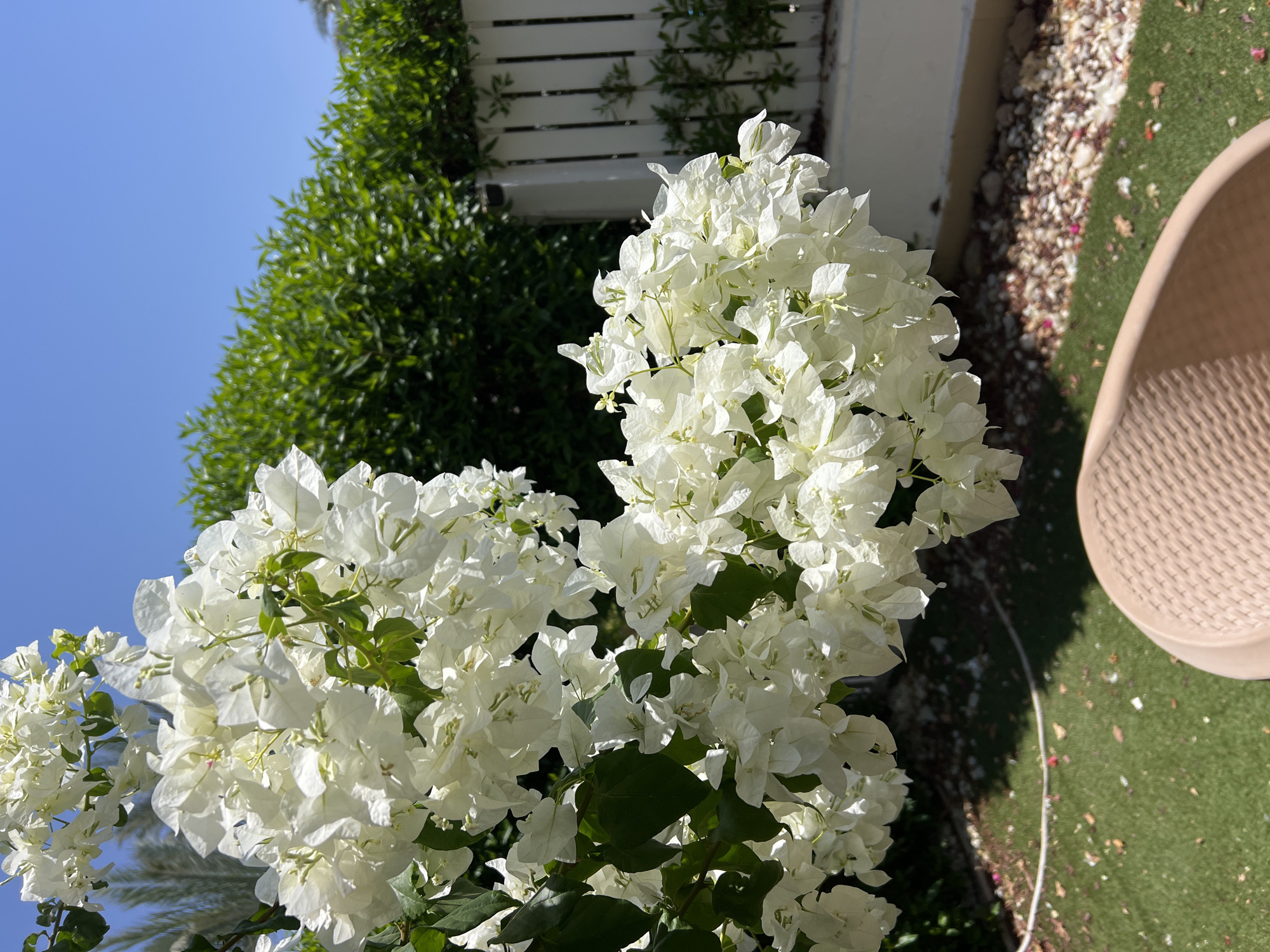 In Sharm El Sheikh, Egypt, a close-up shot focuses on clusters of white bougainvillea flowers against a clear blue sky. The flowers cascade down from the upper left of the frame, with some out-of-focus green foliage and palm fronds visible behind them. To the right, a neatly trimmed green hedge forms a backdrop, separated by a white picket fence. In the foreground, a portion of a light brown woven chair is visible, with the ground below showing artificial turf interspersed with scattered small stones and fallen petals.