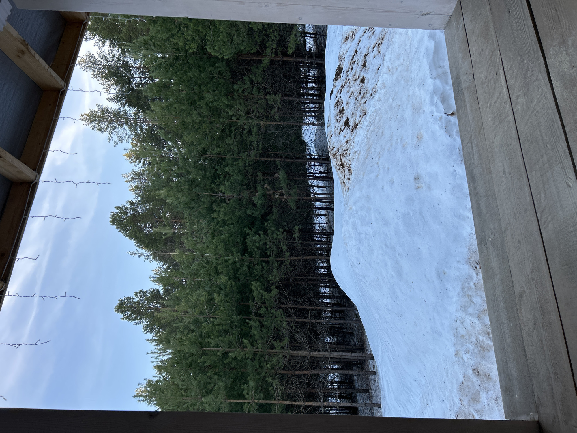This image, seemingly taken from a sheltered porch or overhang, presents a view of a snow-covered ground abutting a dense pine forest. The photograph is oriented sideways. The snowbank is visibly marked with dirt and debris, indicating some degree of thaw. The trees in the forest are predominantly tall, thin pines, tightly packed together with bare lower trunks and green tops. A portion of the roof structure and a string of lights are visible on the left, framing the scene. The location is stated as Chaikovsky, Russia.