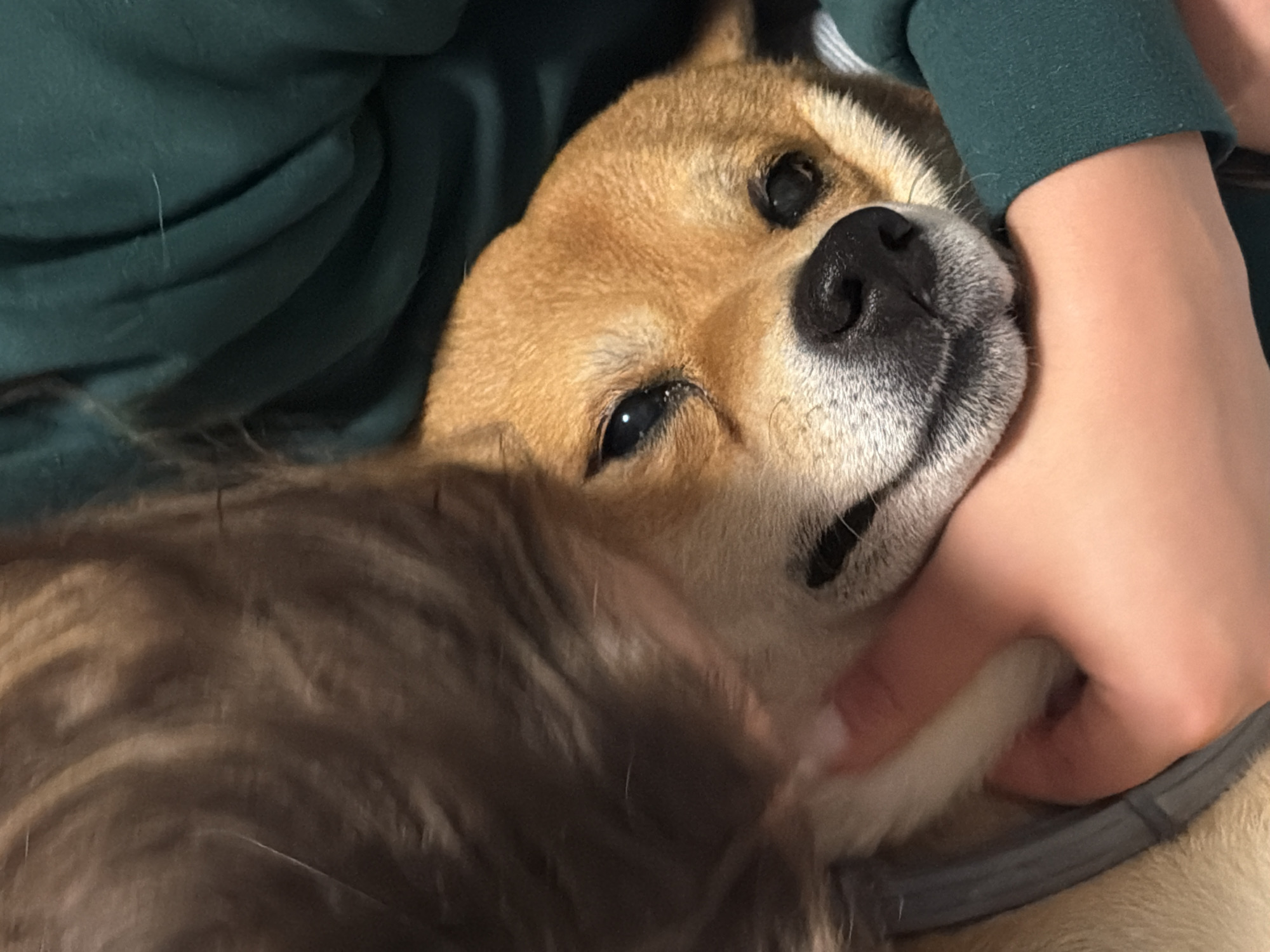 A Shiba Inu dog lies in someone's arms, nuzzled against the person's green-sleeved arm and hand. The dog's head is tilted upward toward the camera, and it is looking at the viewer. The dog has brown and white fur. Part of a second animal, possibly another dog, is visible at the bottom left. The location is not discernible.