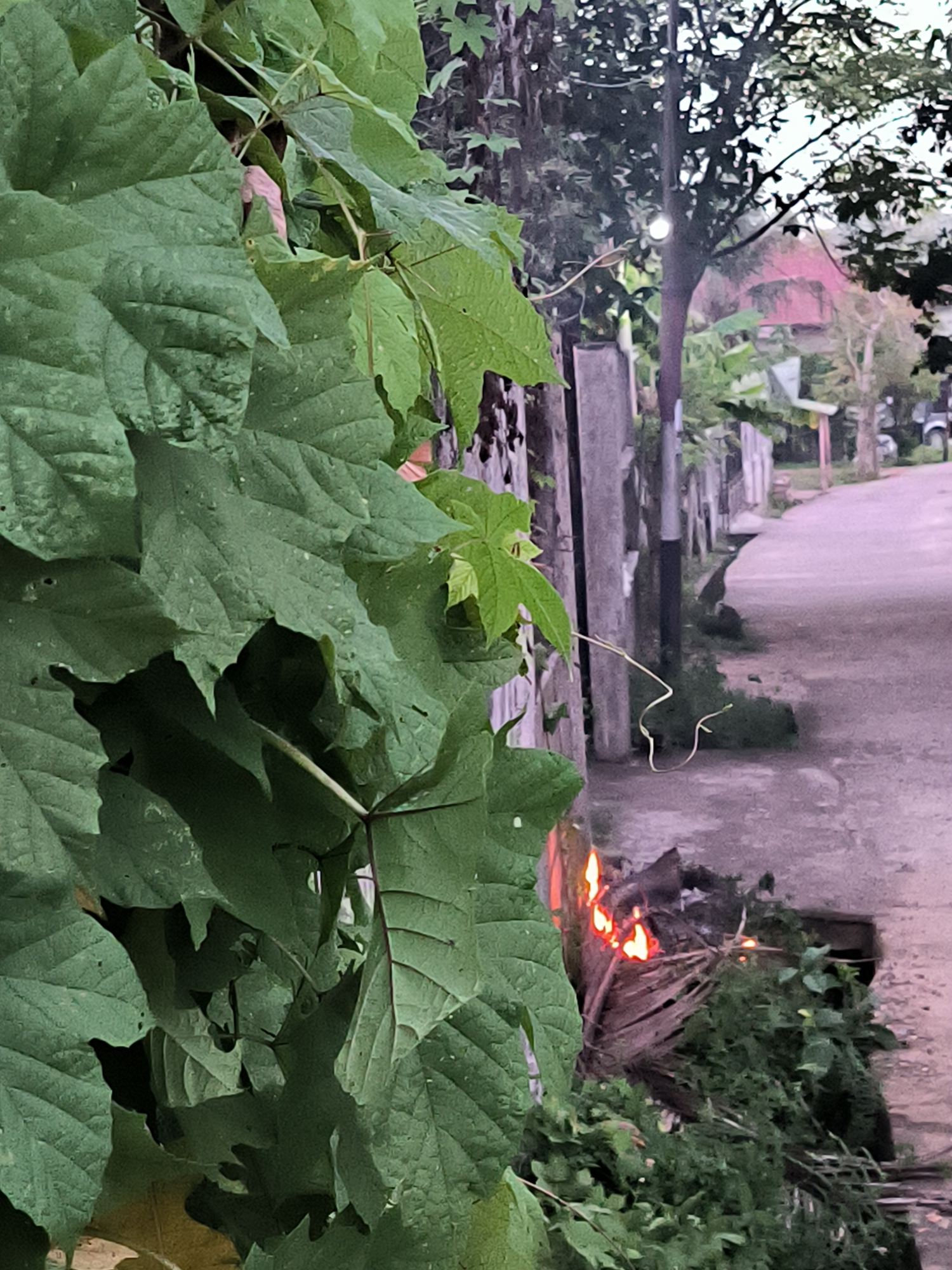 The image depicts a residential street scene in Lhokseumawe, Indonesia. In the foreground, large, leafy plants obscure part of a weathered, grey wooden fence. Just beyond the fence, a small fire burns in a ditch. The street extends into the distance, with a few scattered buildings and trees visible on either side. A utility pole stands beside the fence, further down the street. The lighting suggests either dawn or dusk. A pinkish tone can be seen amongst the green foliage.