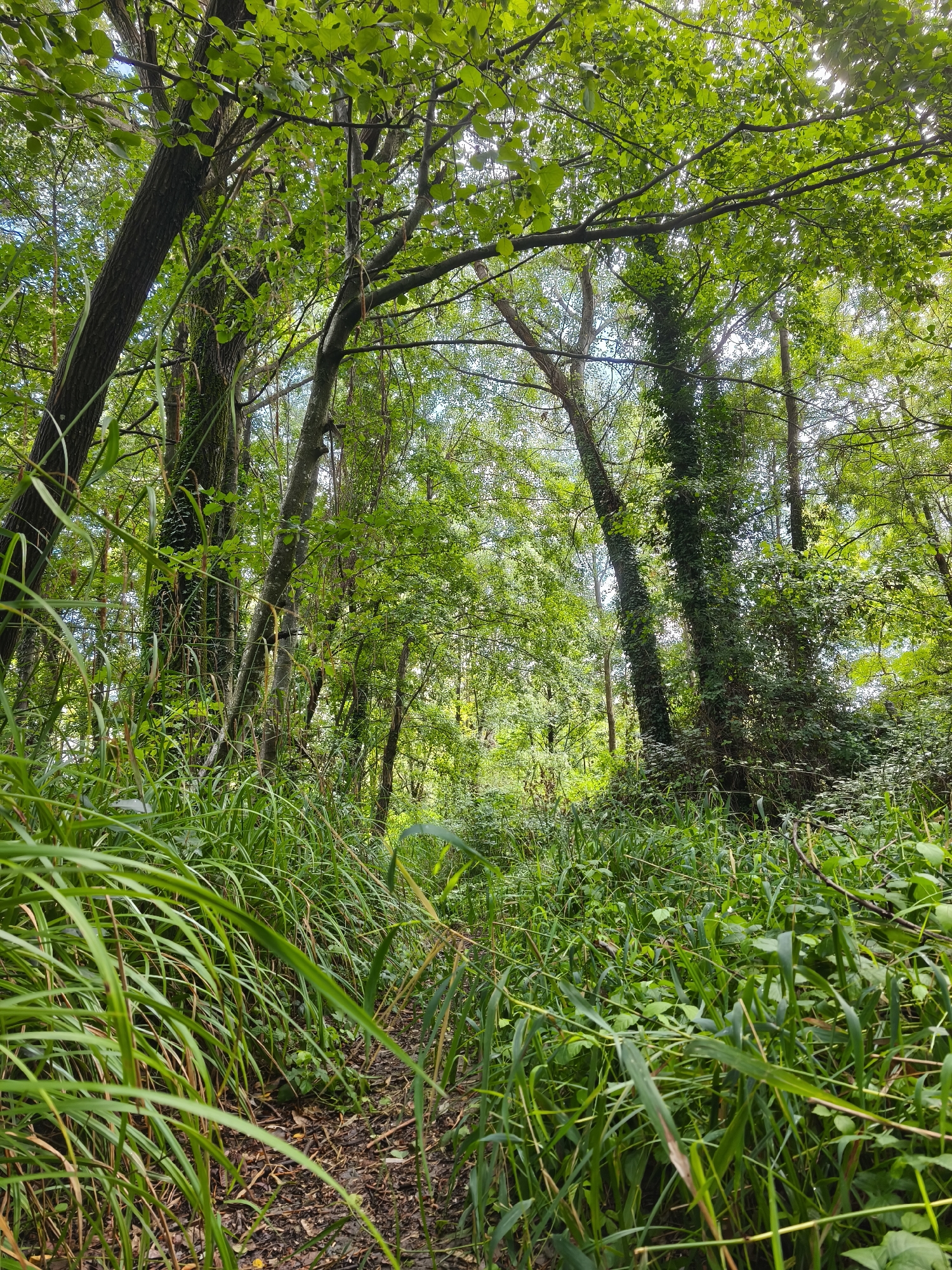 A path winds through a dense, overgrown forest. Tall, mature trees with dark bark and lush green foliage dominate the scene, their branches forming a canopy that allows dappled sunlight to filter through. Thick ivy clings to the trunks of some trees, adding to the wild, untamed appearance of the environment. The ground is covered with fallen leaves and small plants, with tall, vibrant green grasses and other undergrowth flanking the path. The overall impression is one of a secluded and verdant natural space, possibly a less-maintained section of a park or woodland.