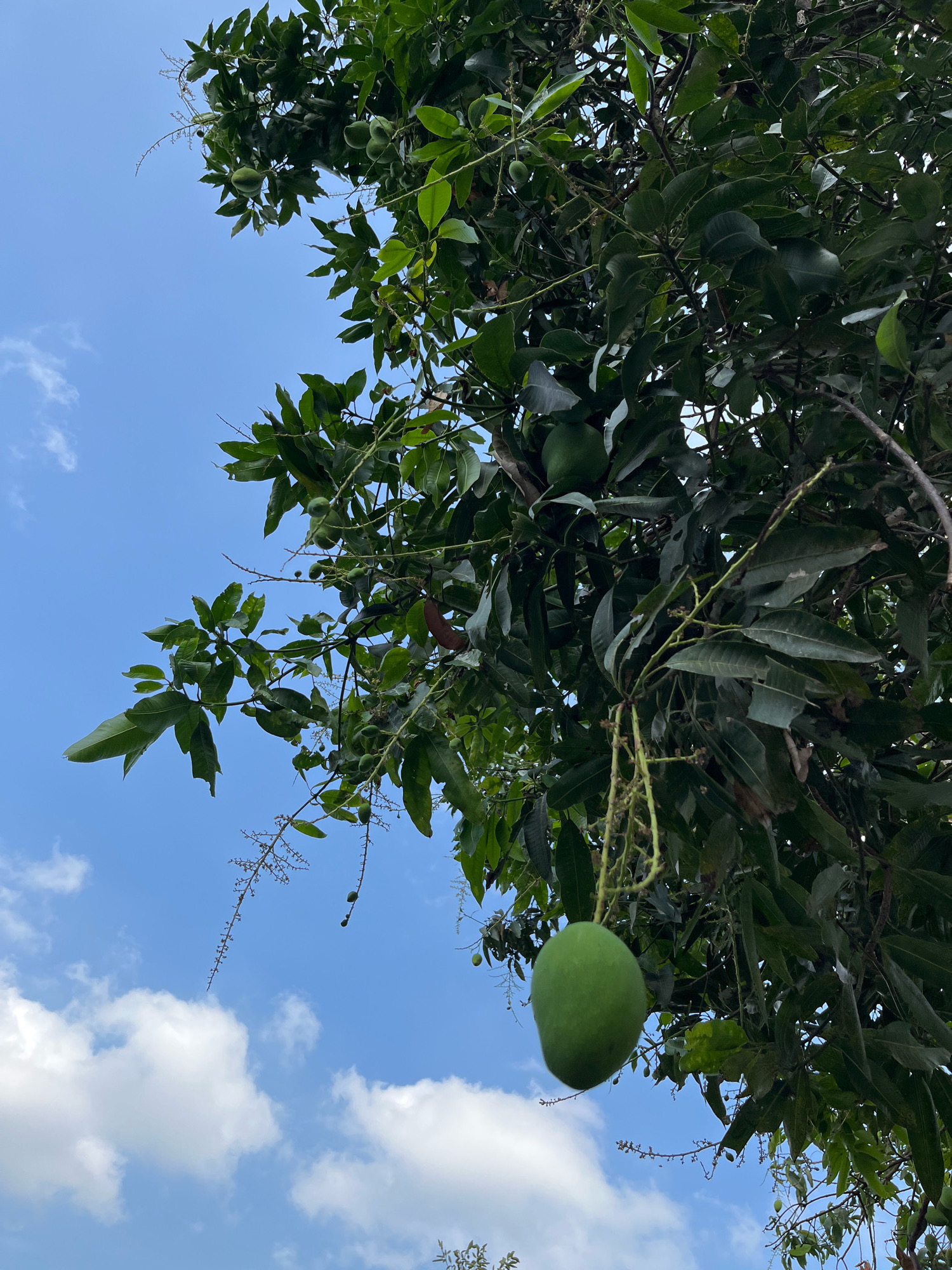 A mango tree with developing fruit is shown against a blue sky with scattered white clouds in Wonokerto, Indonesia. The image focuses on a large, green mango hanging from a branch in the foreground. The tree's dense foliage and branches create a natural canopy. Small, unripe mangoes and the tree's flowering stems are also visible throughout the branches. The sky takes up a significant portion of the upper left of the frame.