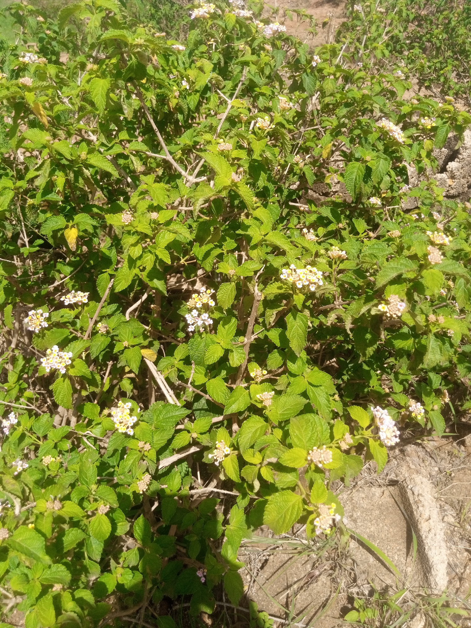 The image shows a dense bush with lush green foliage and clusters of small white and yellow flowers. The plants appear to be growing outdoors in a natural setting, possibly in a park or uncultivated area. The ground beneath the bush is covered with dry grass, dirt, and some rough, light-colored rocks or concrete fragments. The lighting suggests it is daytime with direct sunlight casting shadows. The image does not contain any people or specific identifiable landmarks that would pinpoint its location within Kwang, Nigeria.