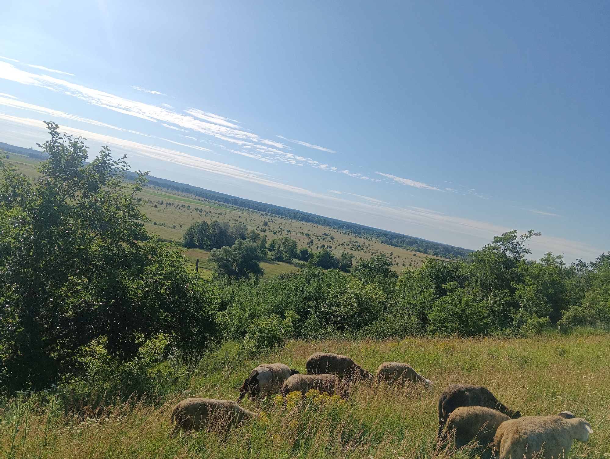 A flock of sheep grazes in a grassy field on a sunny day. The field slopes upwards toward a dense line of trees in the middle ground, with a wider, undulating landscape of fields and trees stretching into the distance under a vast blue sky. Several sheep are visible in the foreground and mid-ground, some with their heads down grazing. The vegetation is lush and green, with tall grasses and wildflowers interspersed with the sheep. A large tree with dark green leaves is prominent on the left side of the image. The sky is a clear, bright blue with some wispy white clouds stretched across it. The sun appears to be high in the sky, casting bright light on the scene.