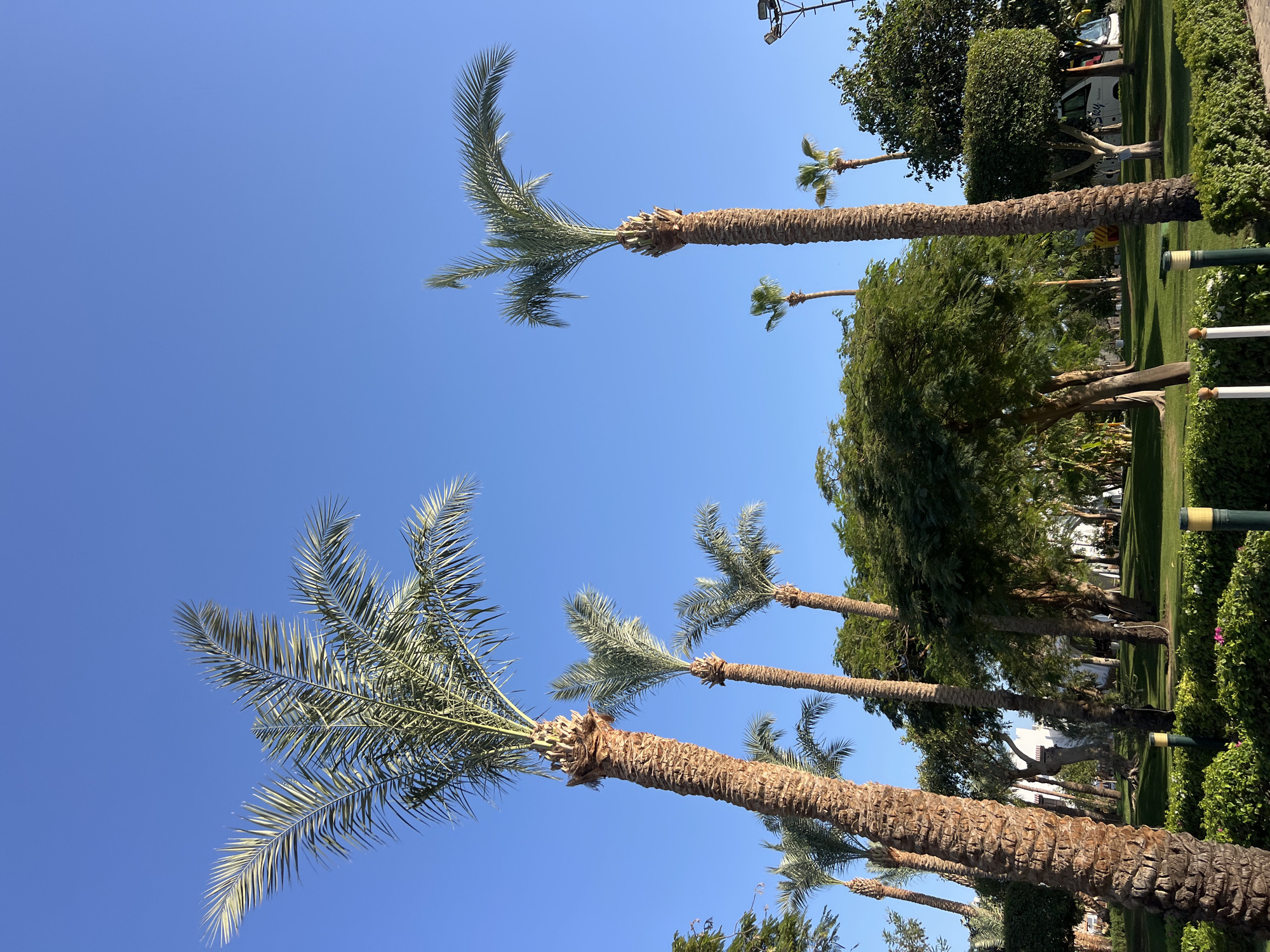 The image depicts a sunny day in Sharm El Sheikh, Egypt, with a clear blue sky dominating the upper portion of the frame. Several palm trees are the prominent subjects, with their tall, textured trunks and feathery fronds reaching towards the sky. Some of the palm trees are quite large, while others are smaller and more slender. The trees are situated in a park-like setting, with lush green grass covering the ground. In the background, more trees and some buildings are visible, suggesting a resort or hotel area. The lighting indicates it is likely morning or late afternoon, as the sunlight casts distinct shadows. There are no people visible in the image, nor any active subjects. The overall scene conveys a sense of a peaceful and tropical environment.